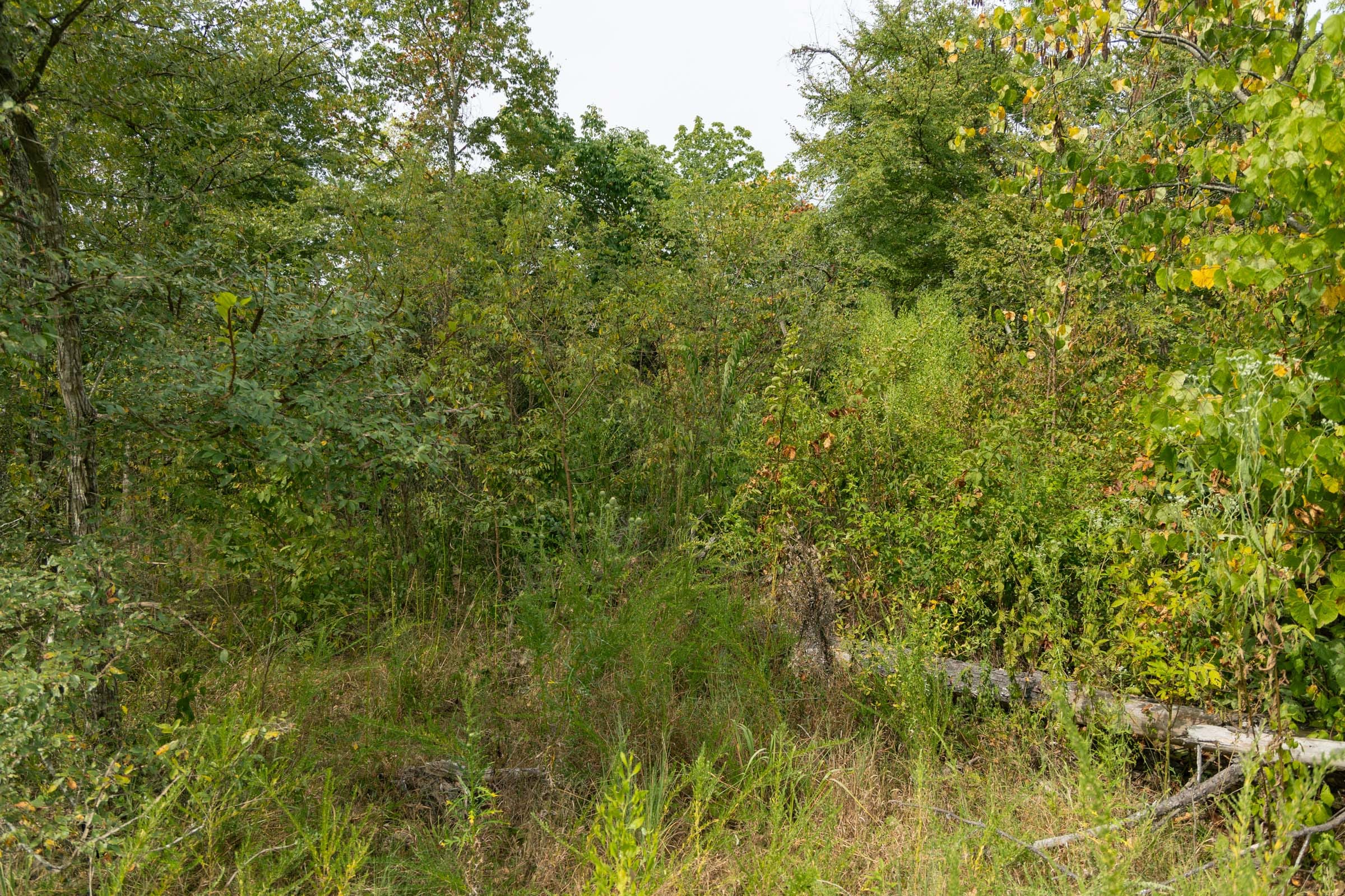 Big White Oak Tract 45 photo 5