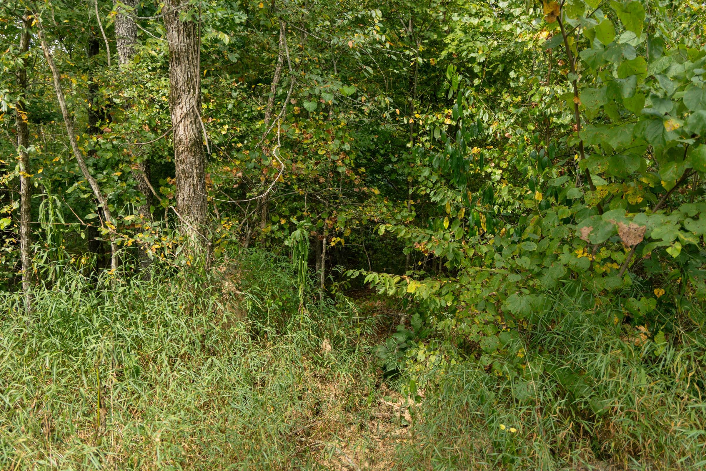 Big White Oak Tract 45 photo 6