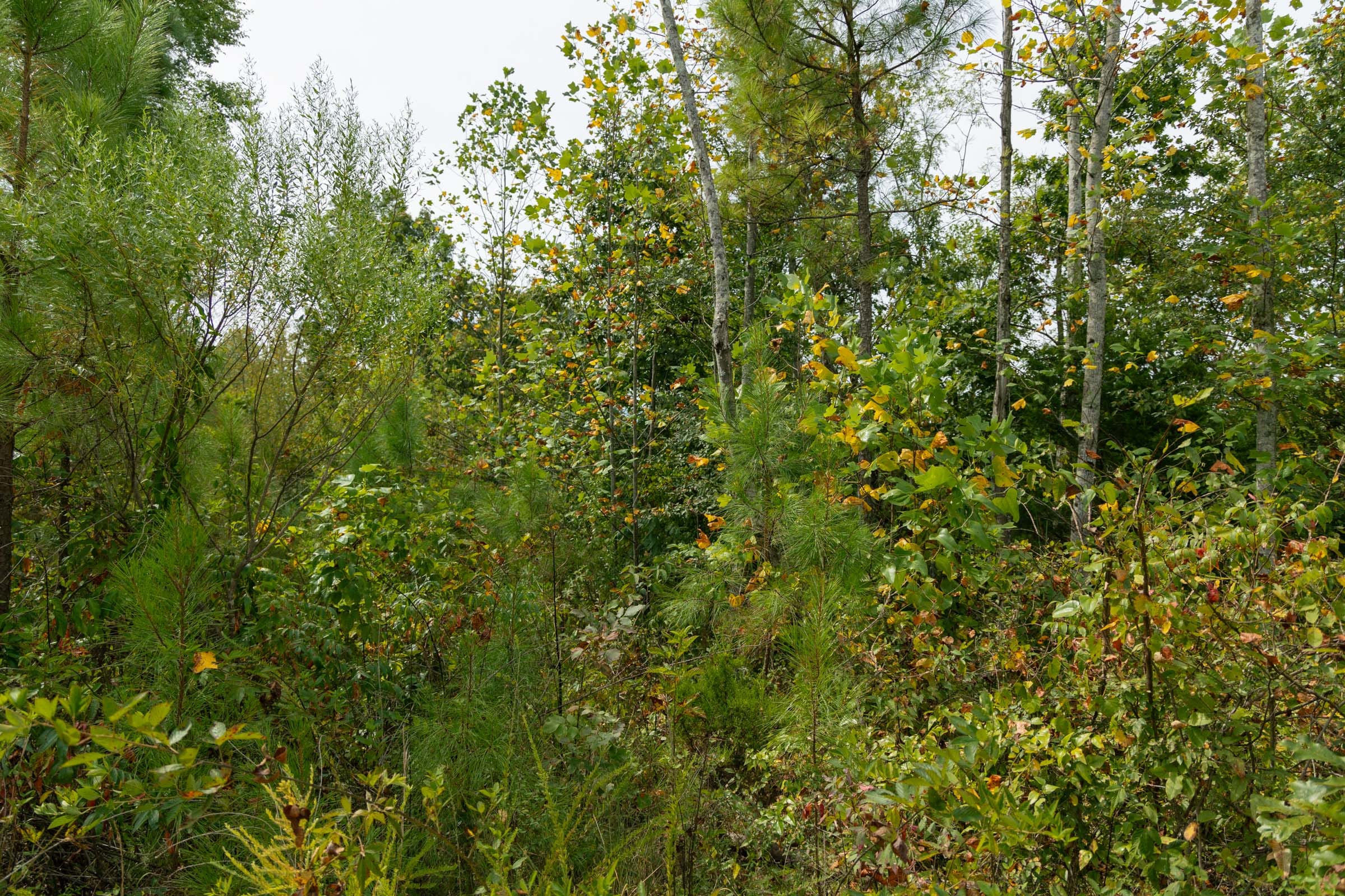 Big White Oak Tract 45 photo 2