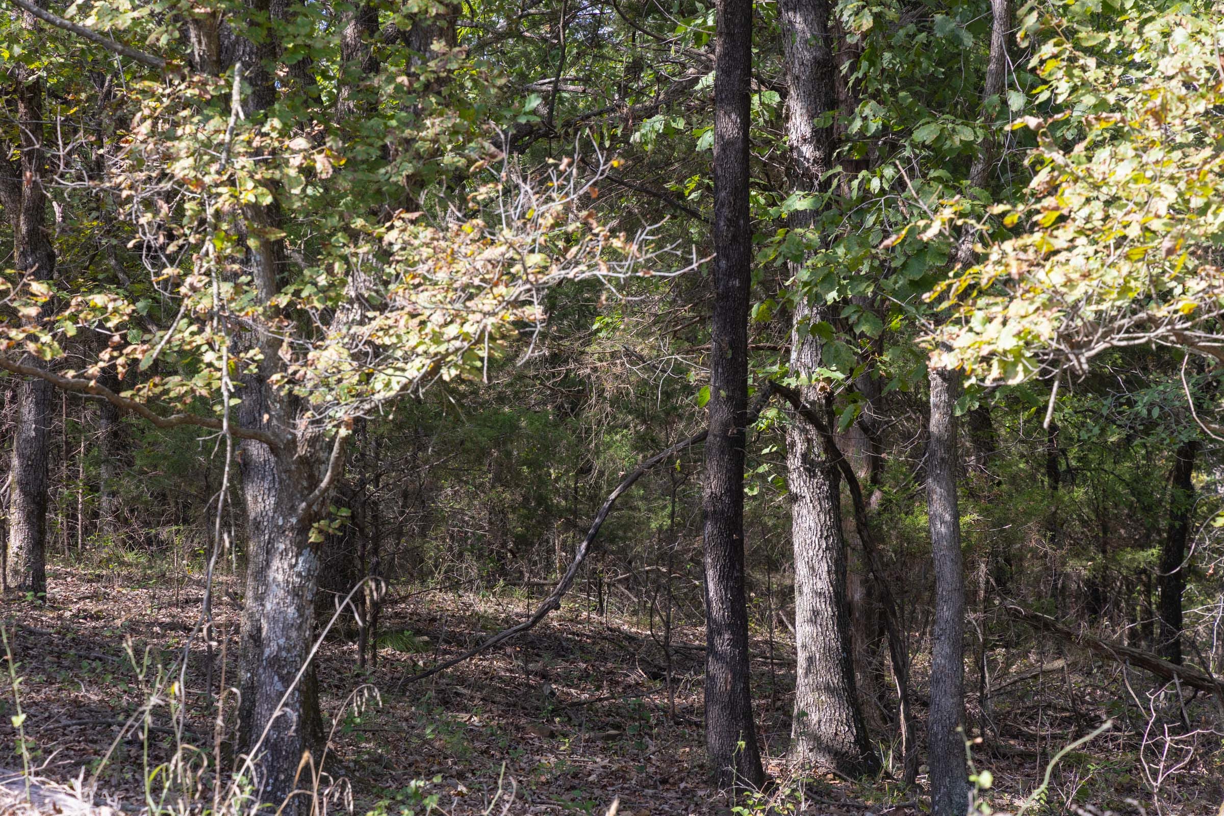 Reserves At Cattail Cove Phase II Tract 43 photo 3