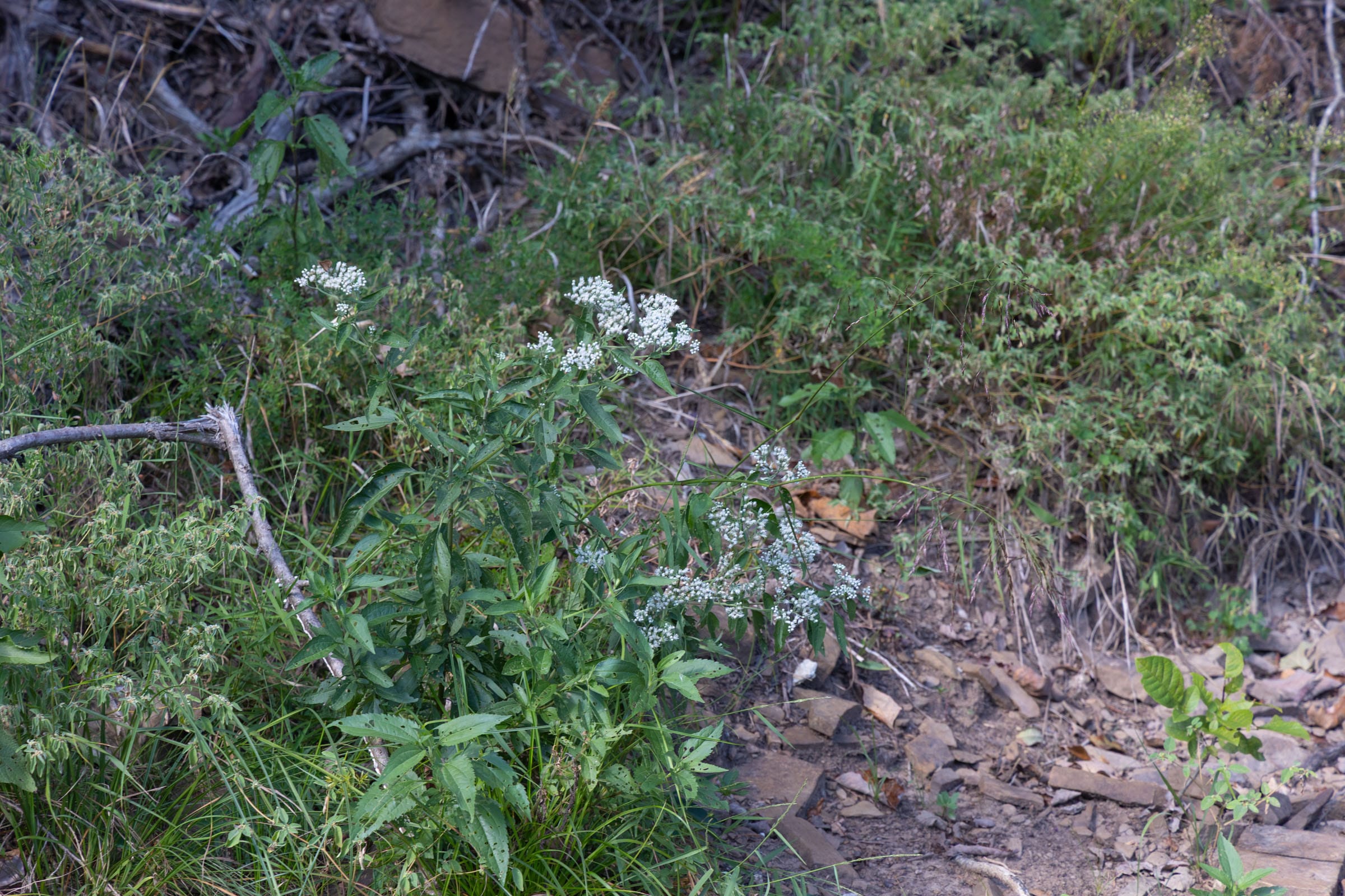 Reserves At Cattail Cove Phase II Tract 43 photo 6