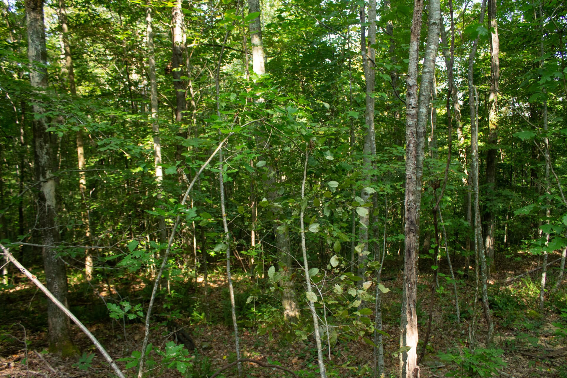 Bluegrass Ridge Tract 6 photo 3