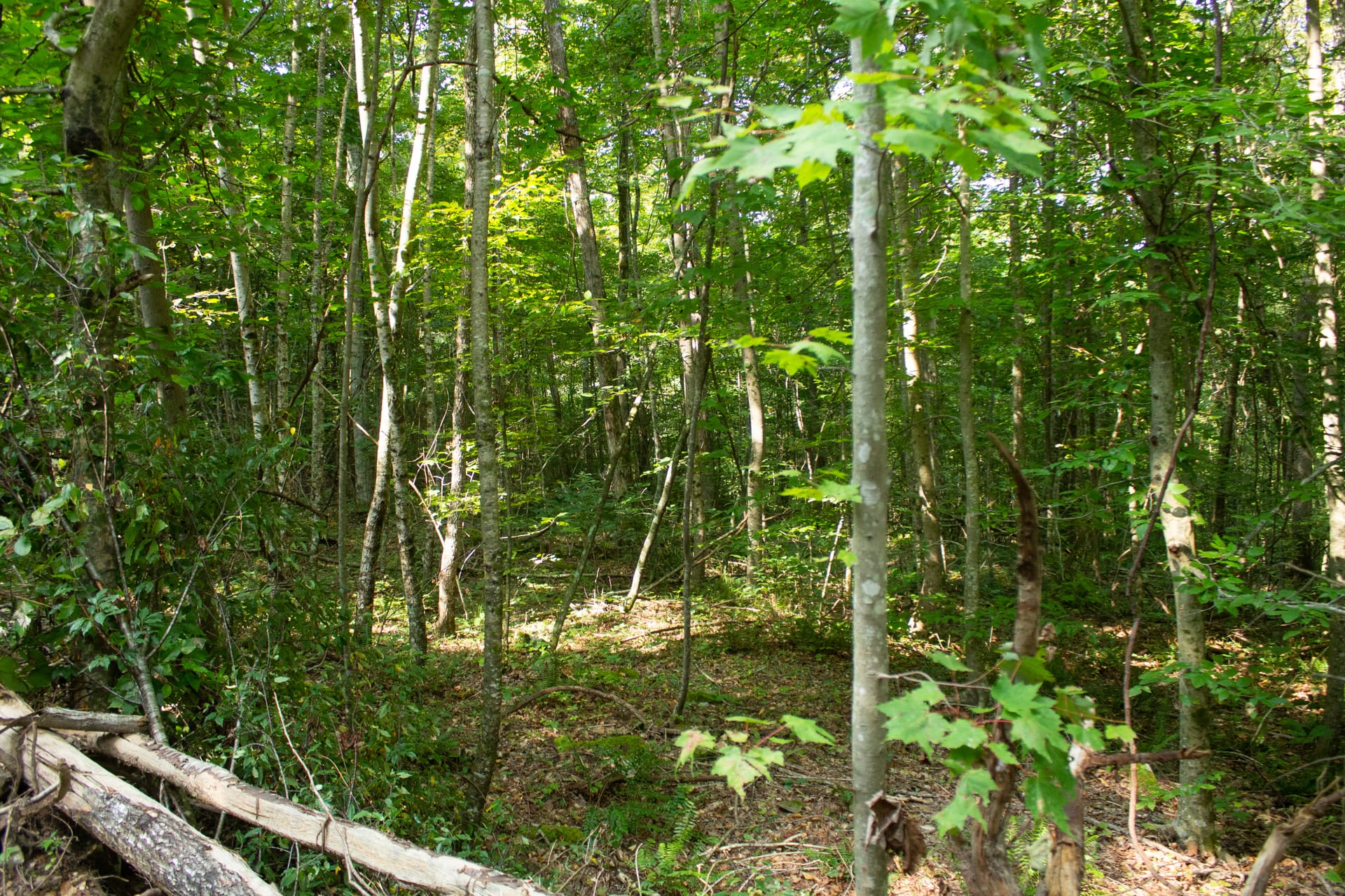 Bluegrass Ridge Tract 6 photo 4