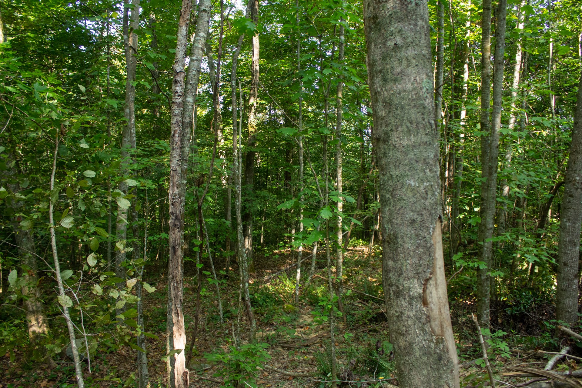 Bluegrass Ridge Tract 6 photo 5