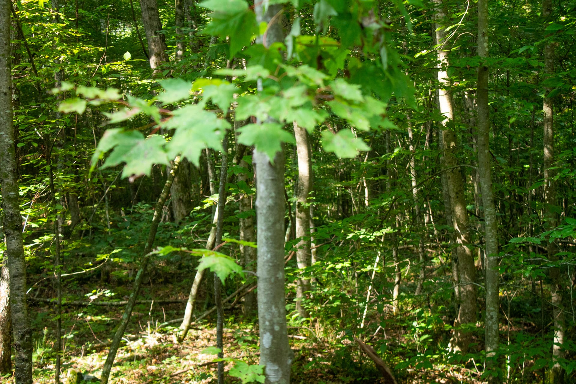 Bluegrass Ridge Tract 6 photo 6