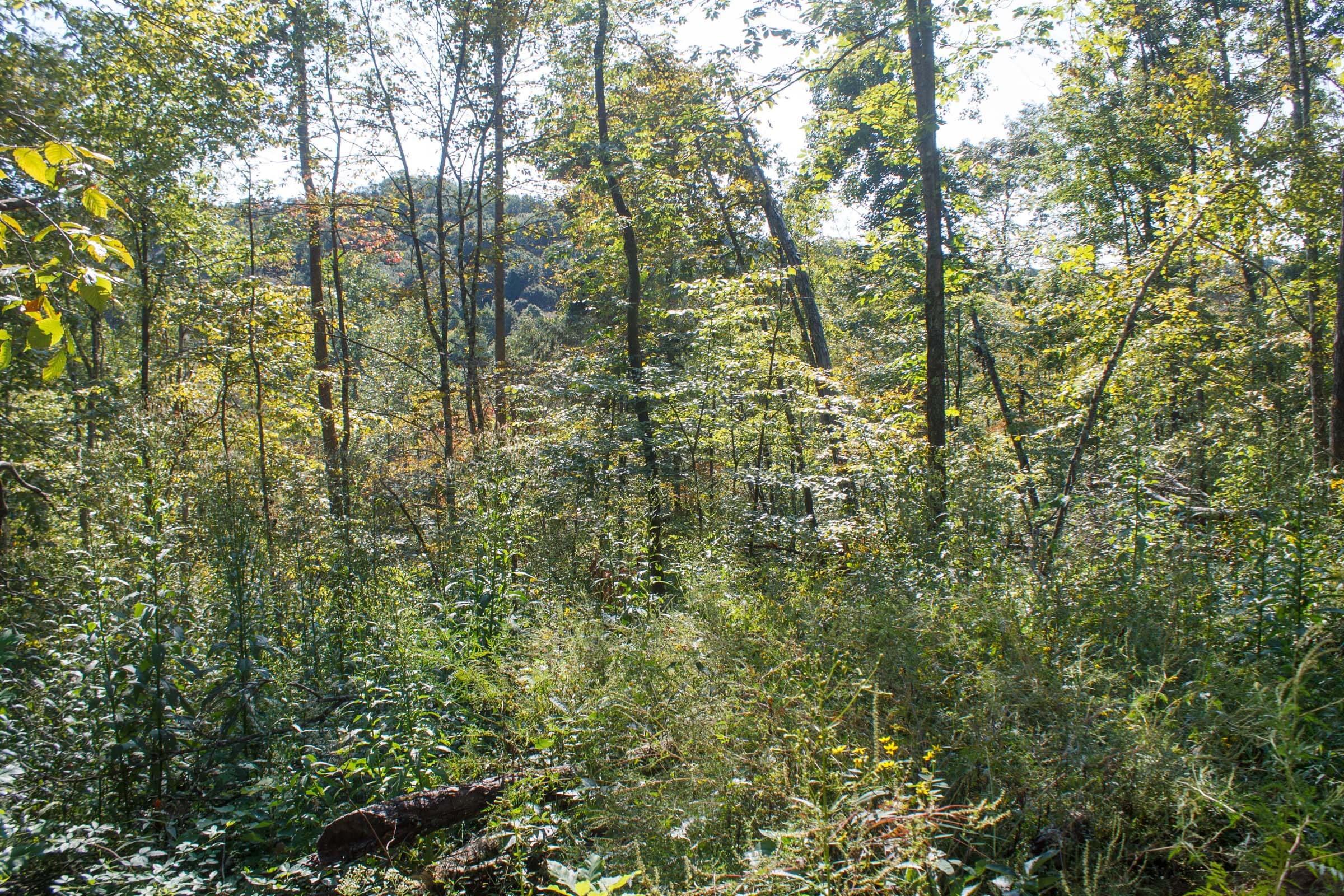 Wounded Oak Tract 10 photo 3