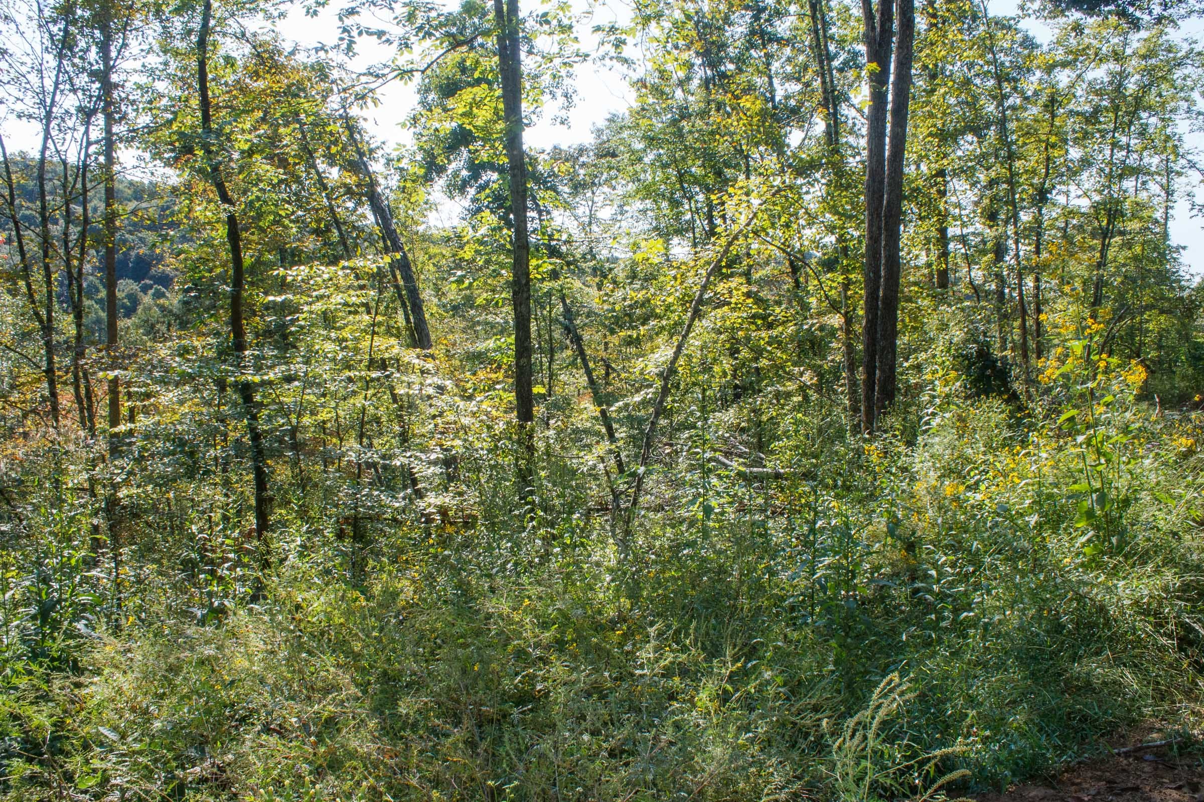 Wounded Oak Tract 10 photo 4
