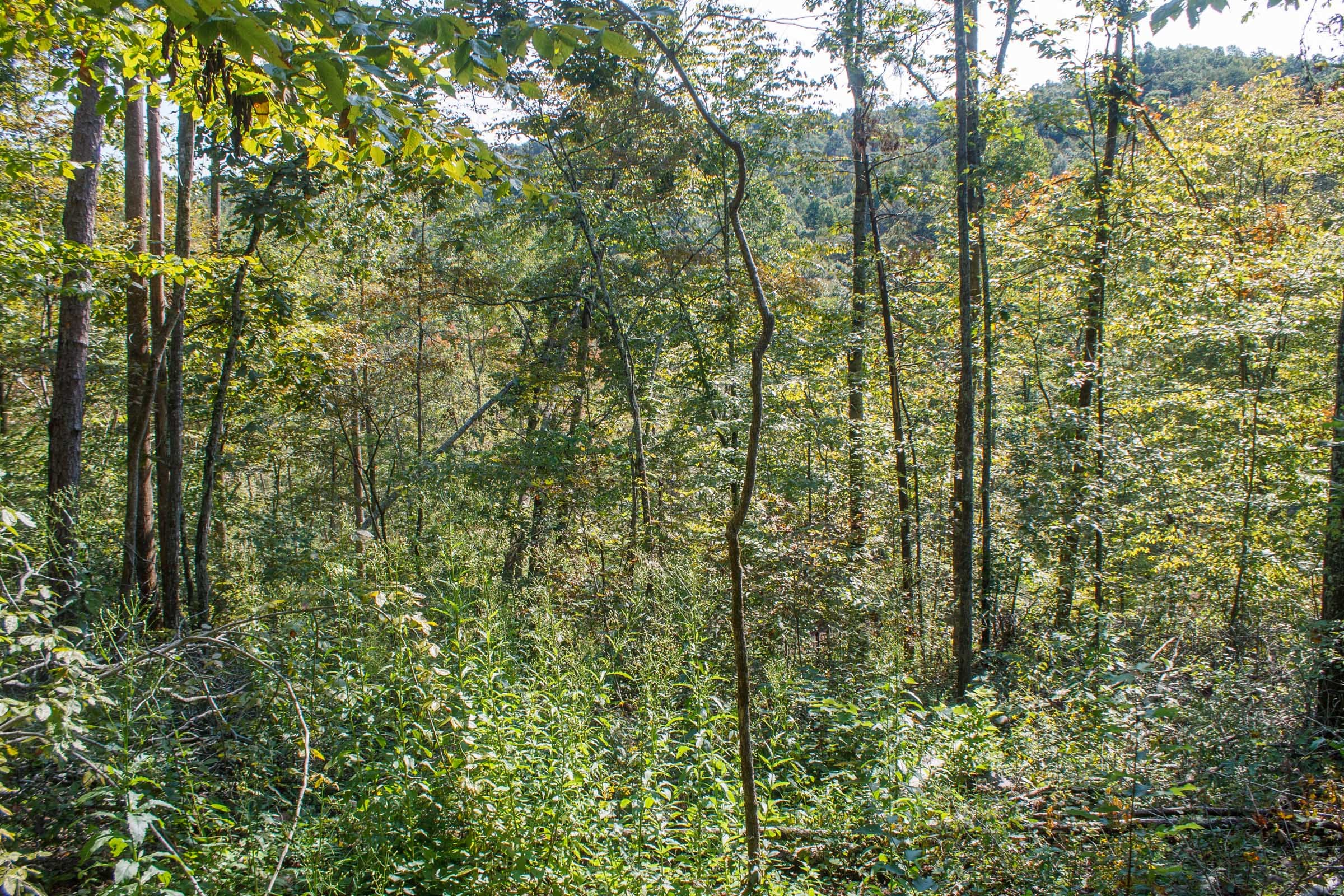 Wounded Oak Tract 10 photo 5