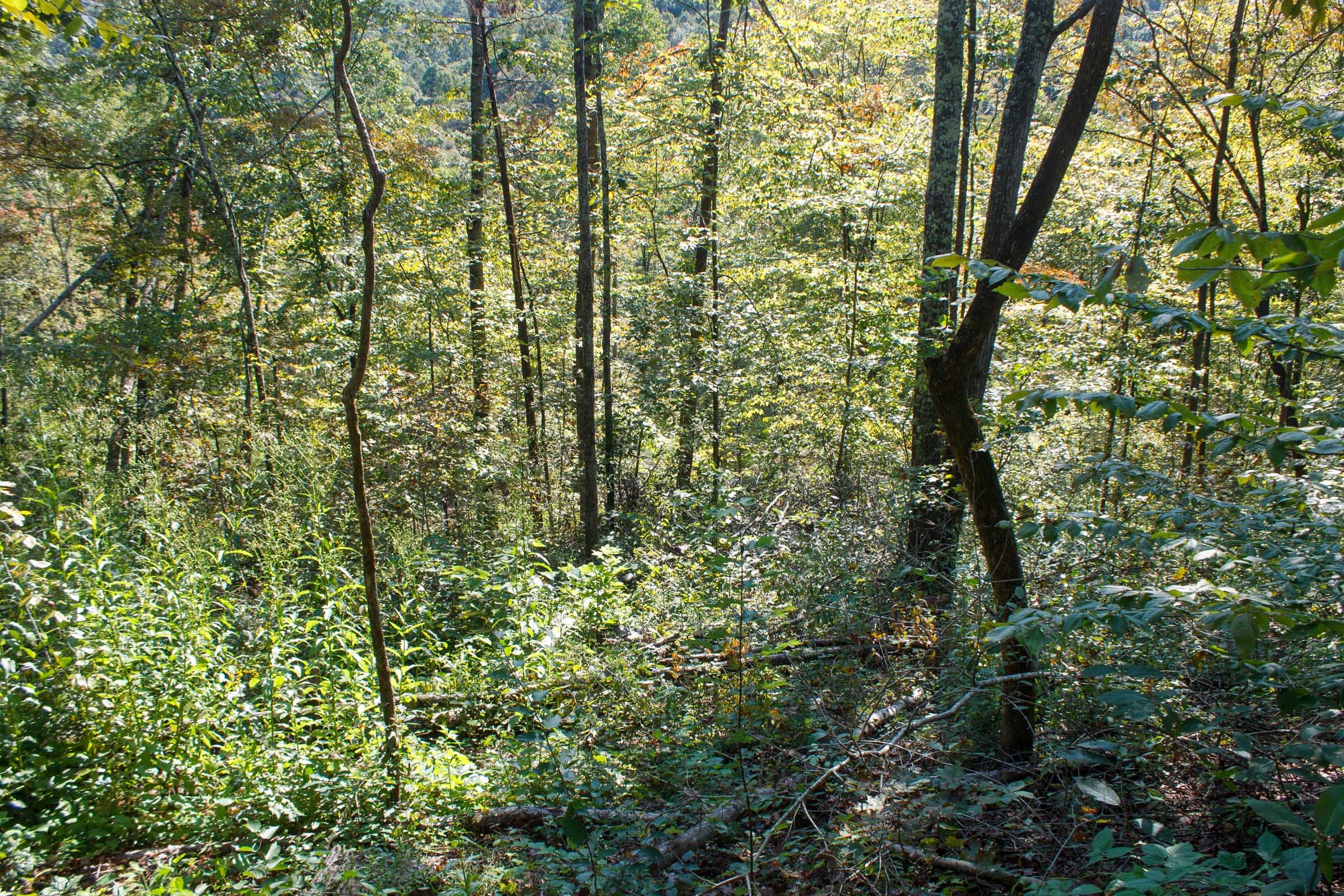 Wounded Oak Tract 10 photo 6