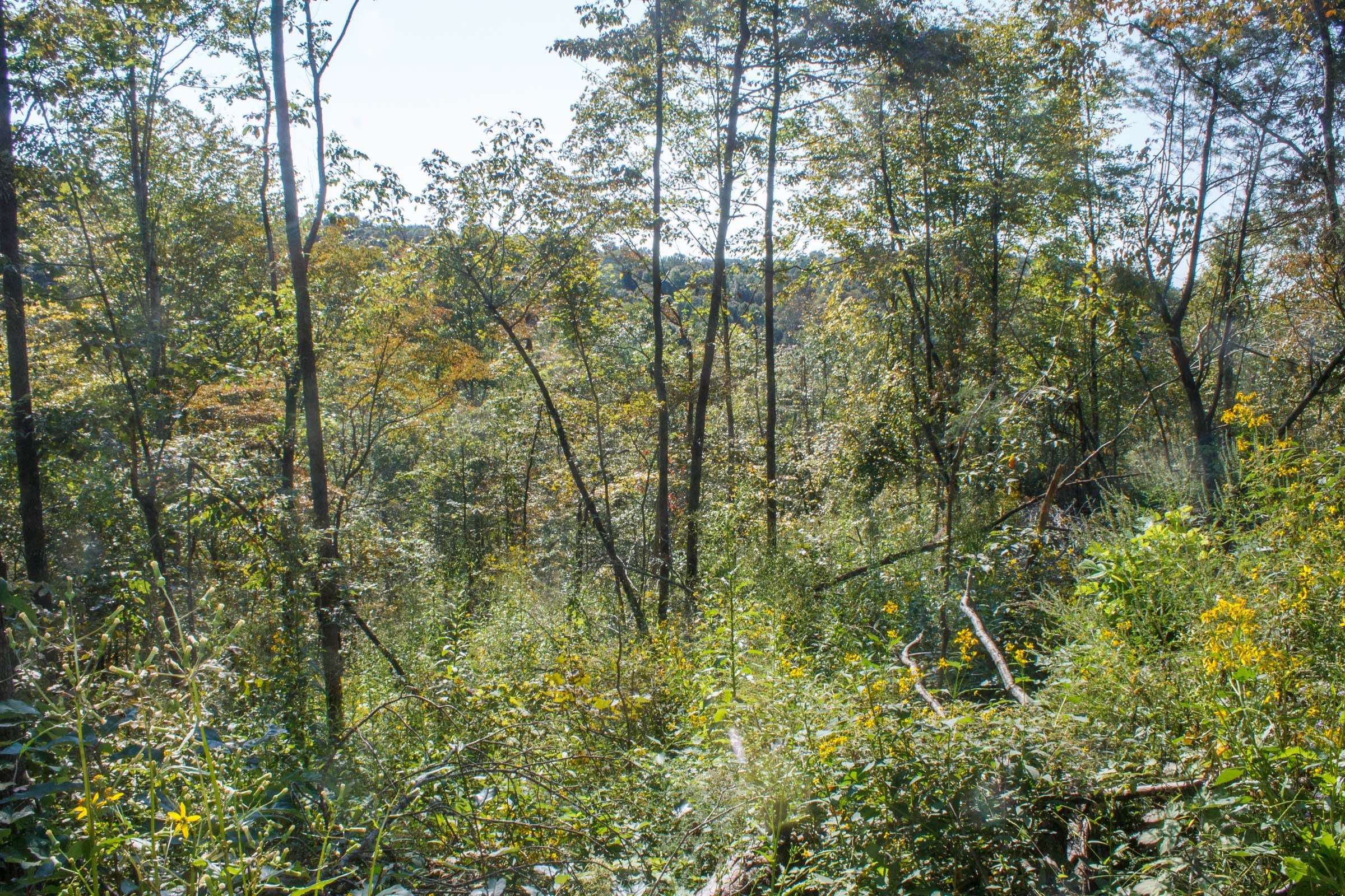 Wounded Oak Tract 10 photo 7