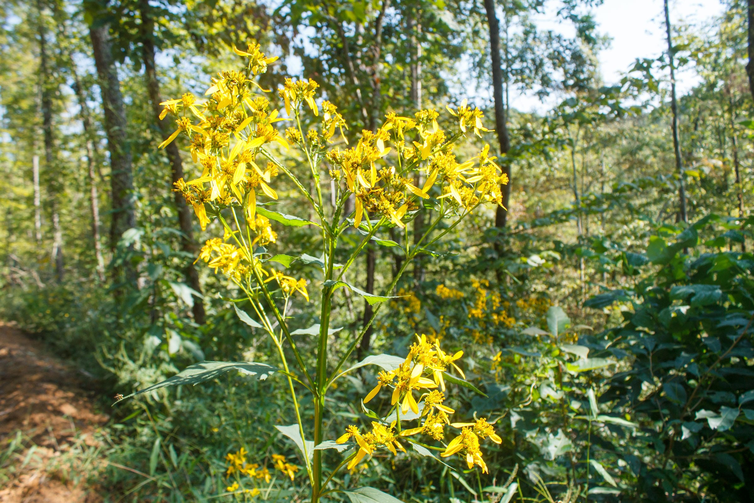 Wounded Oak Tract 10 photo 8