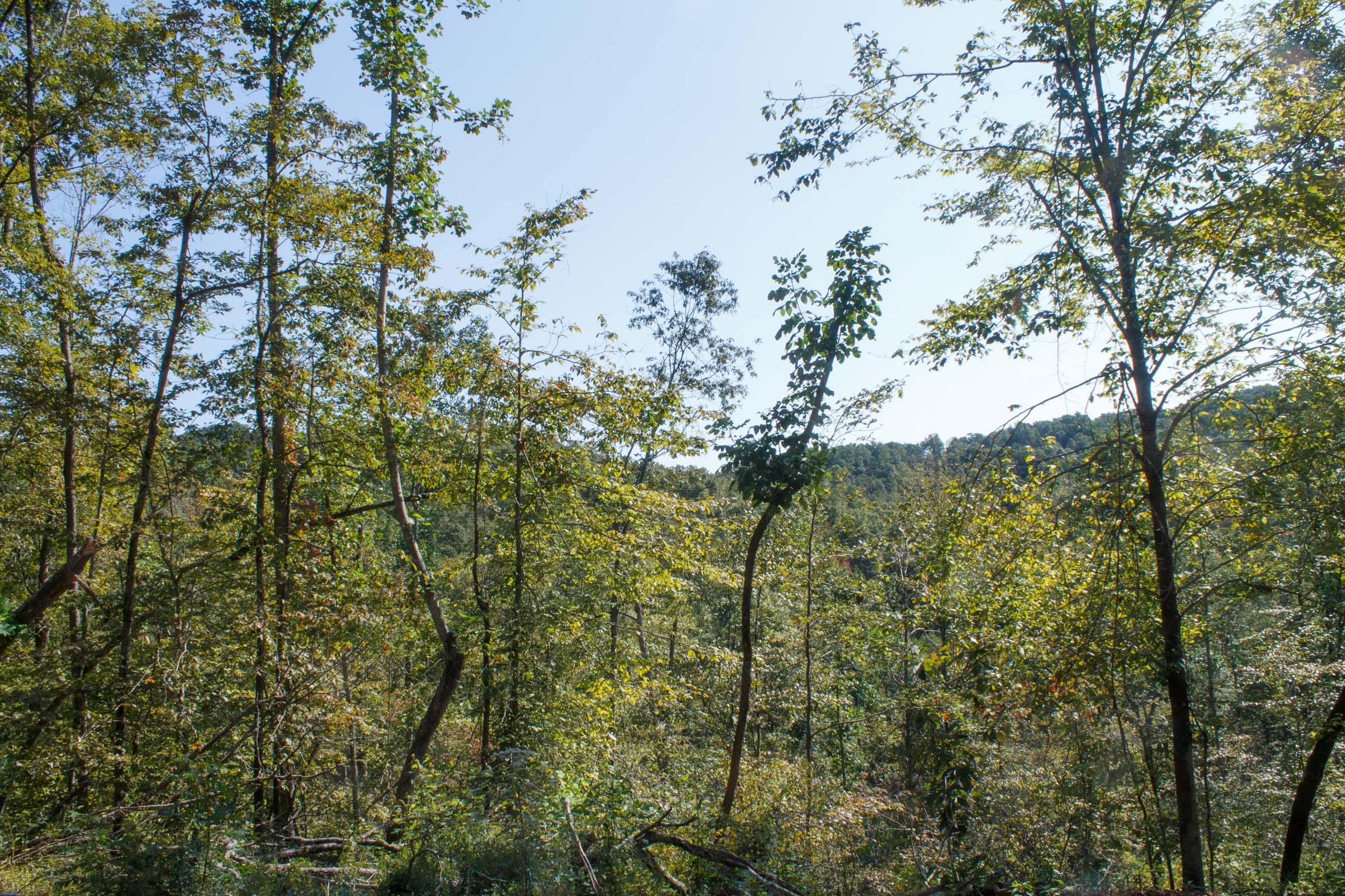 Wounded Oak Tract 10 photo 10