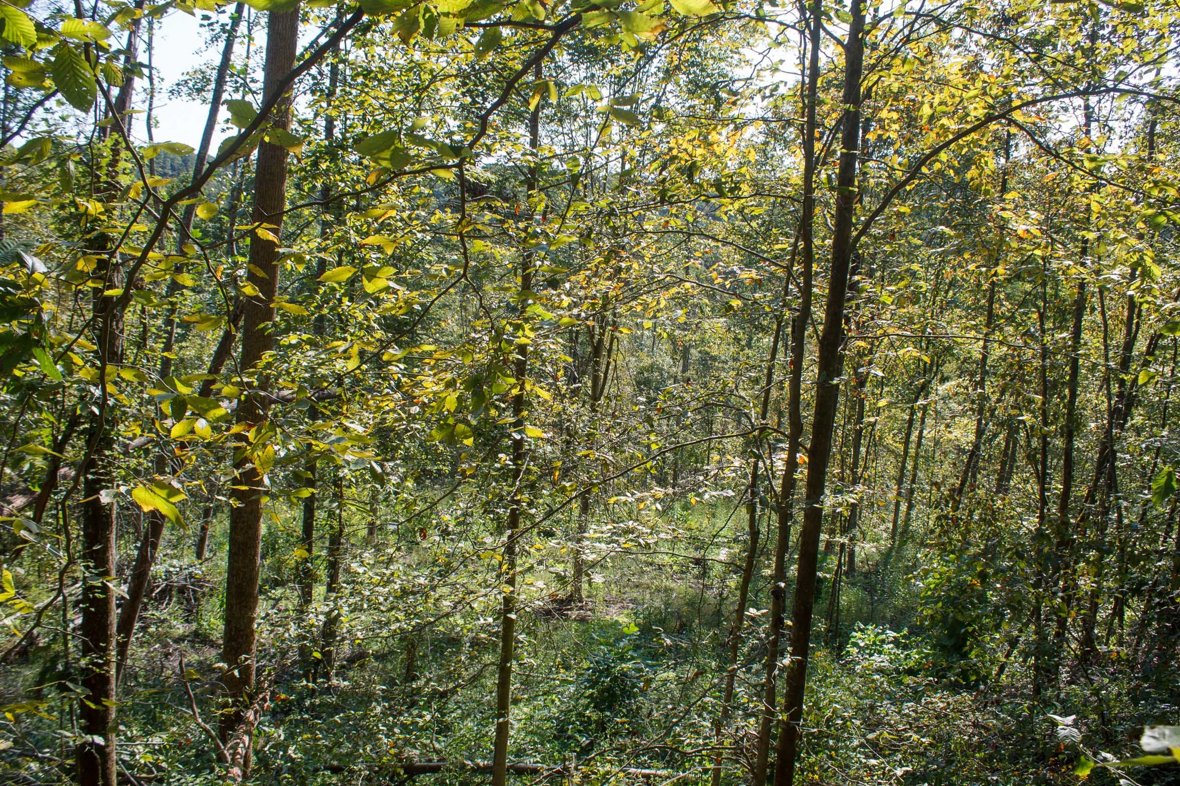 Wounded Oak Tract 10 photo 13