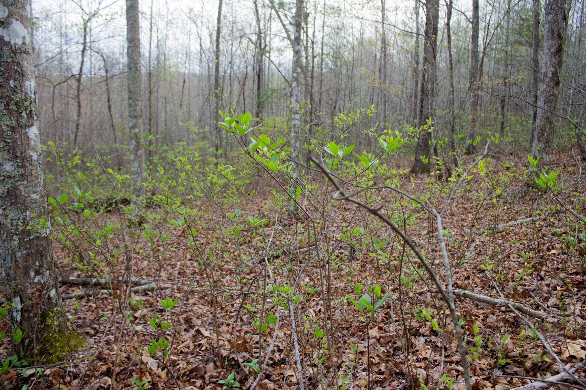 Hidden Hills Tract 53 photo 5