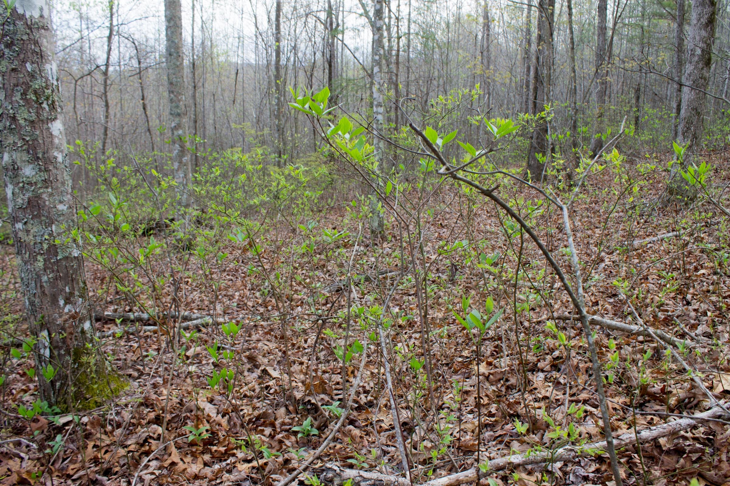 Hidden Hills Tract 53 photo 7