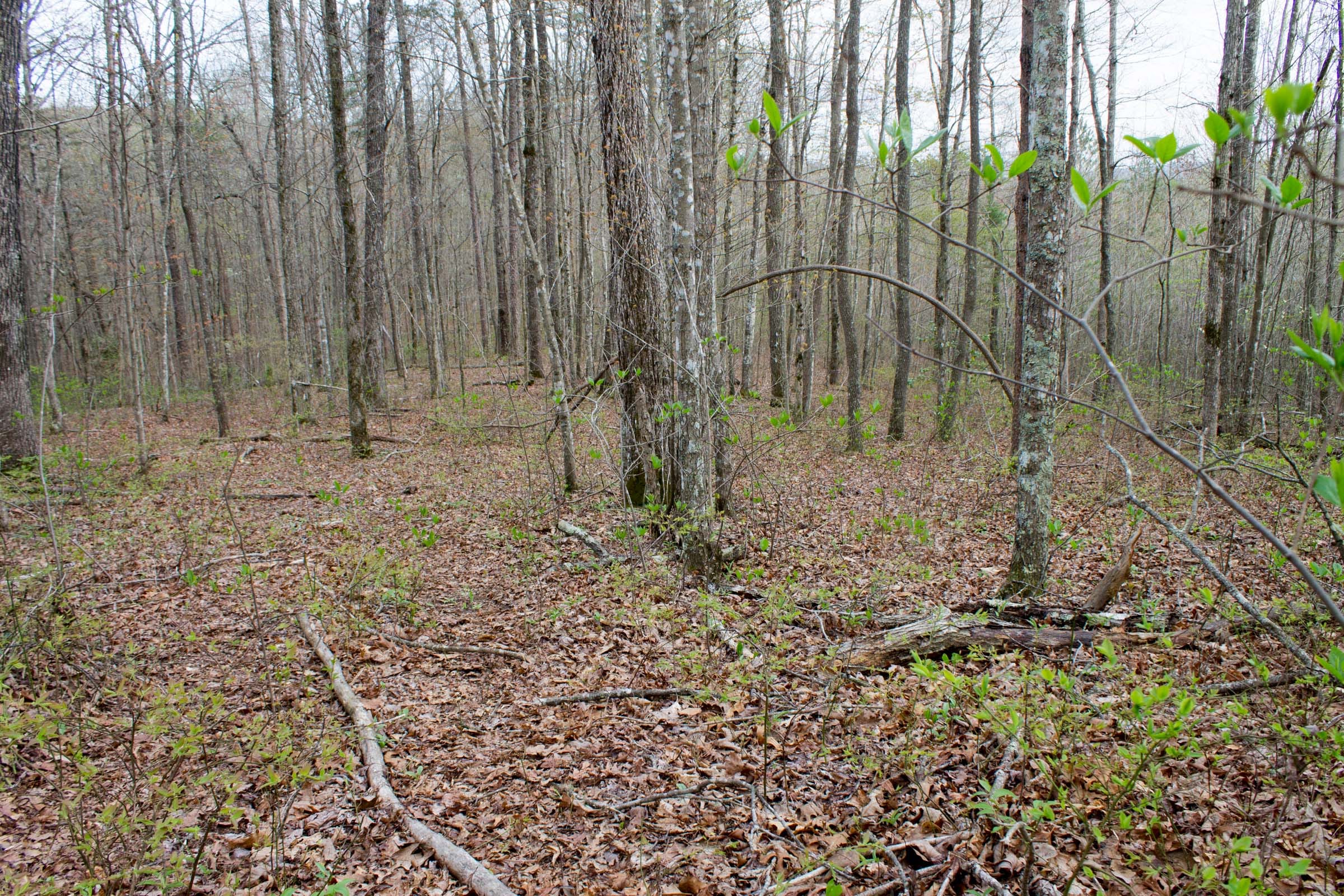 Hidden Hills Tract 53 photo 8
