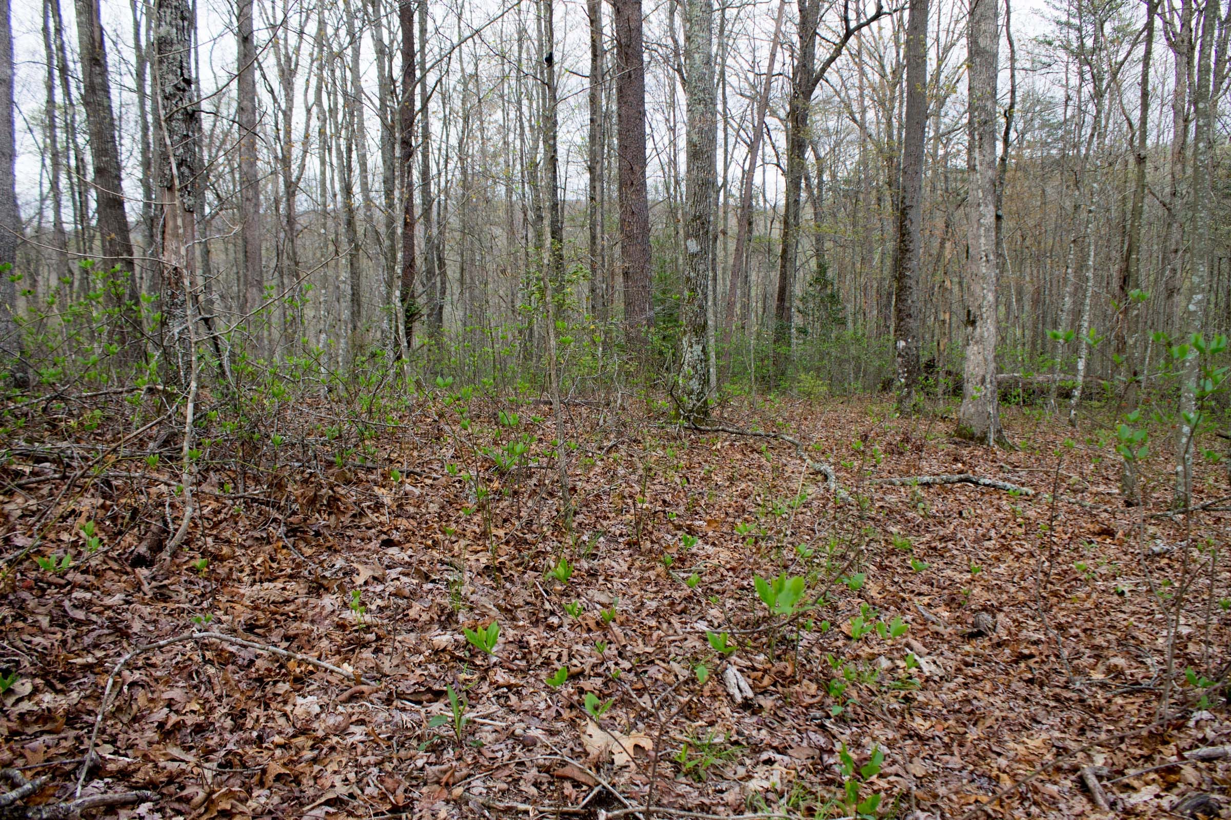 Hidden Hills Tract 53 photo 11