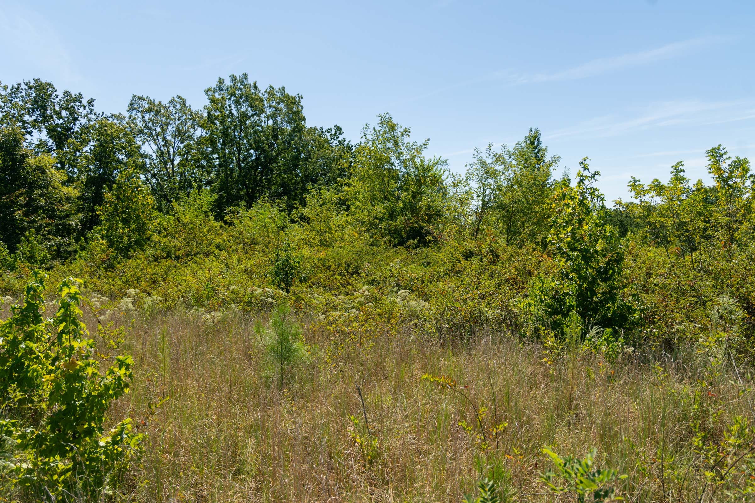 Big White Oak Tract 51 photo 2