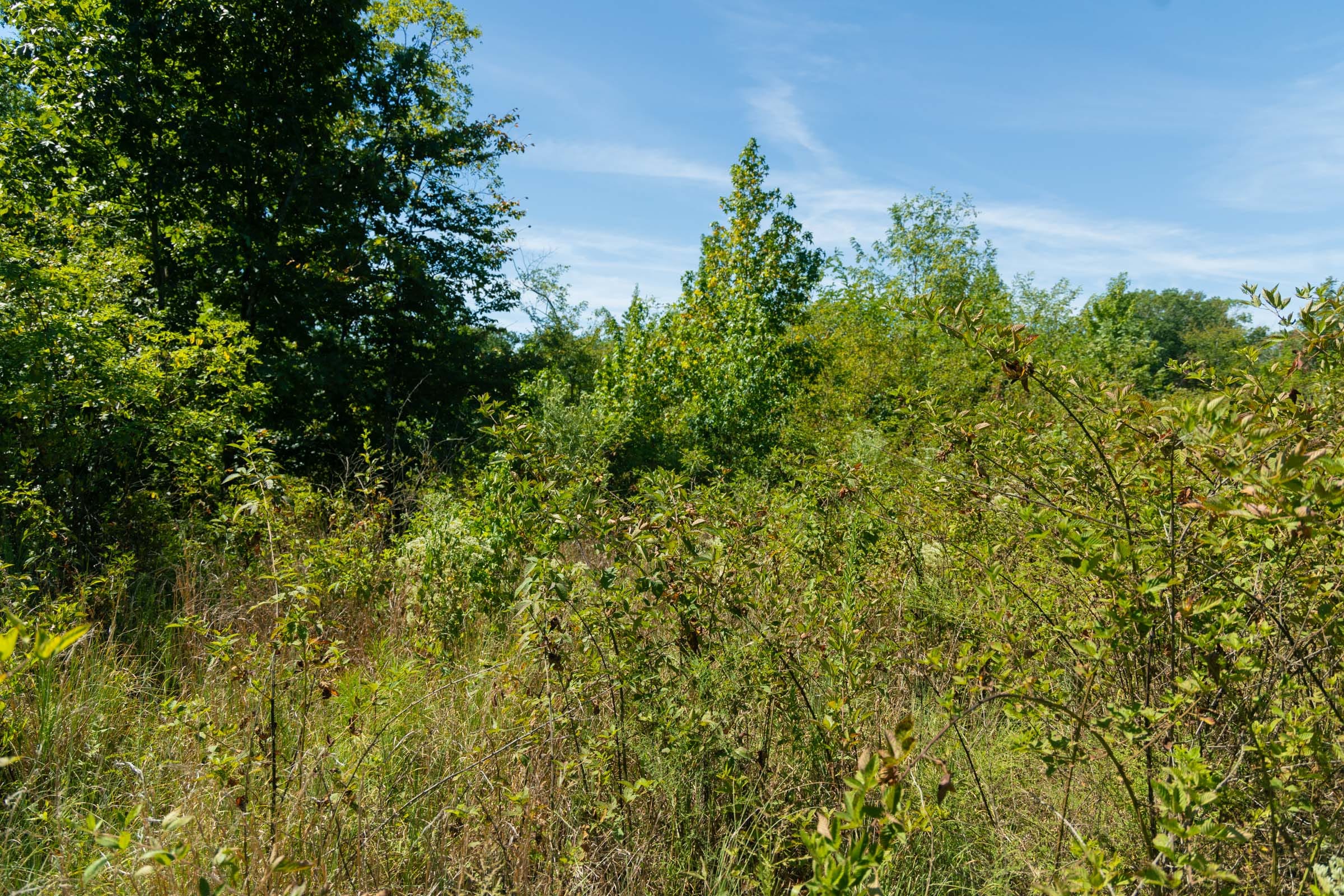 Big White Oak Tract 51 photo 8
