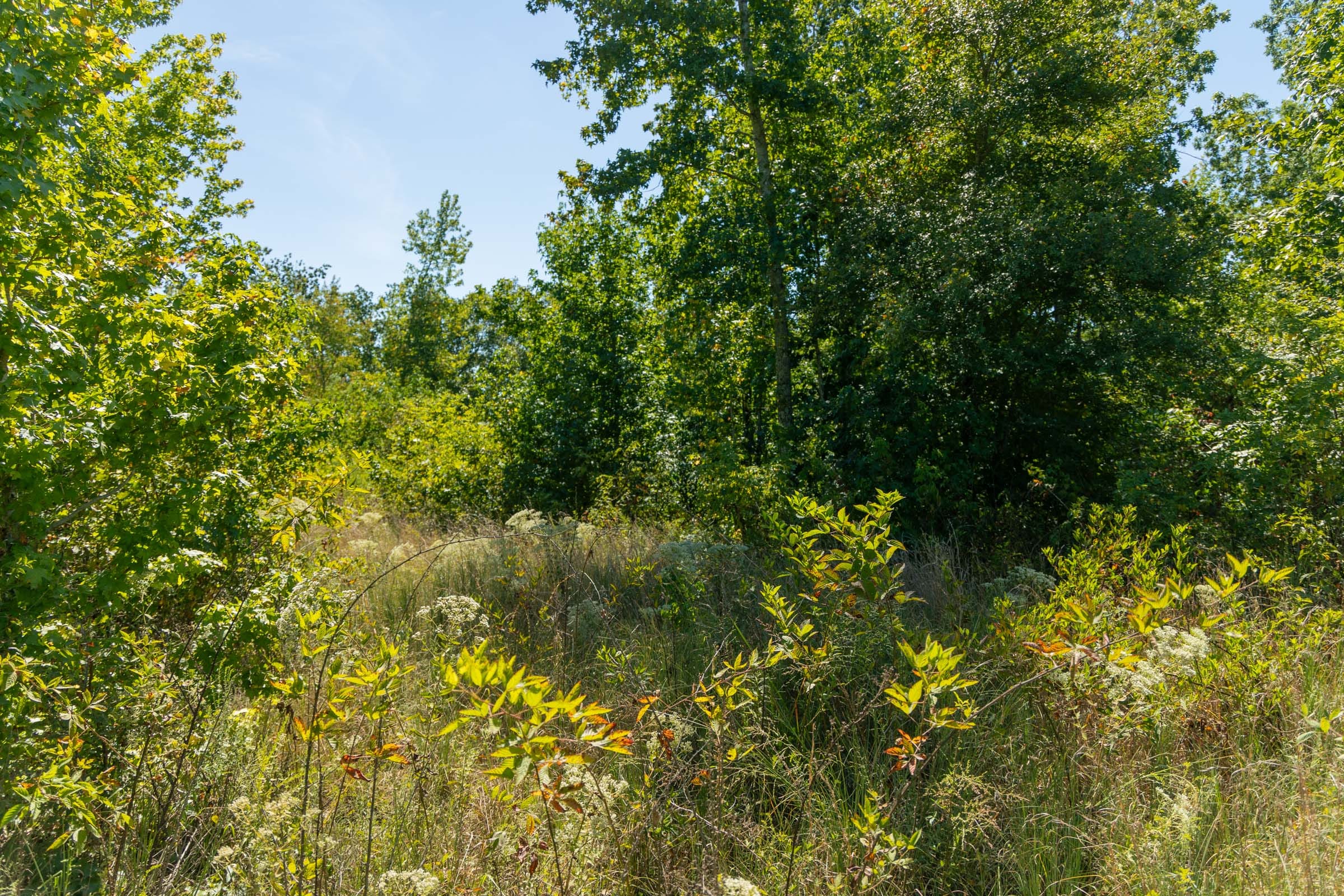 Big White Oak Tract 51 photo 4