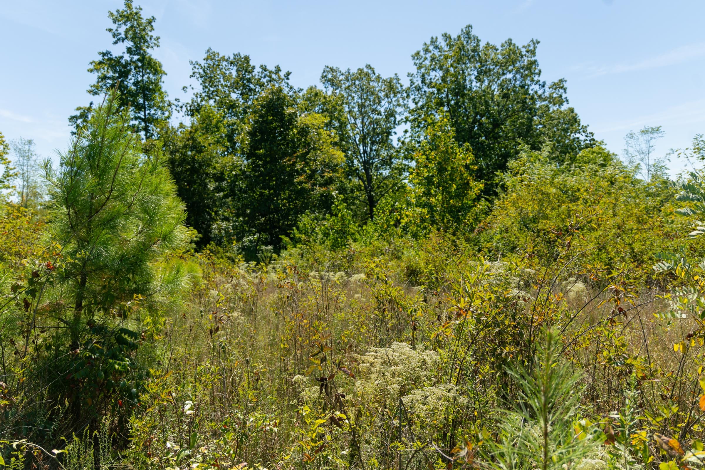 Big White Oak Tract 51 photo 3