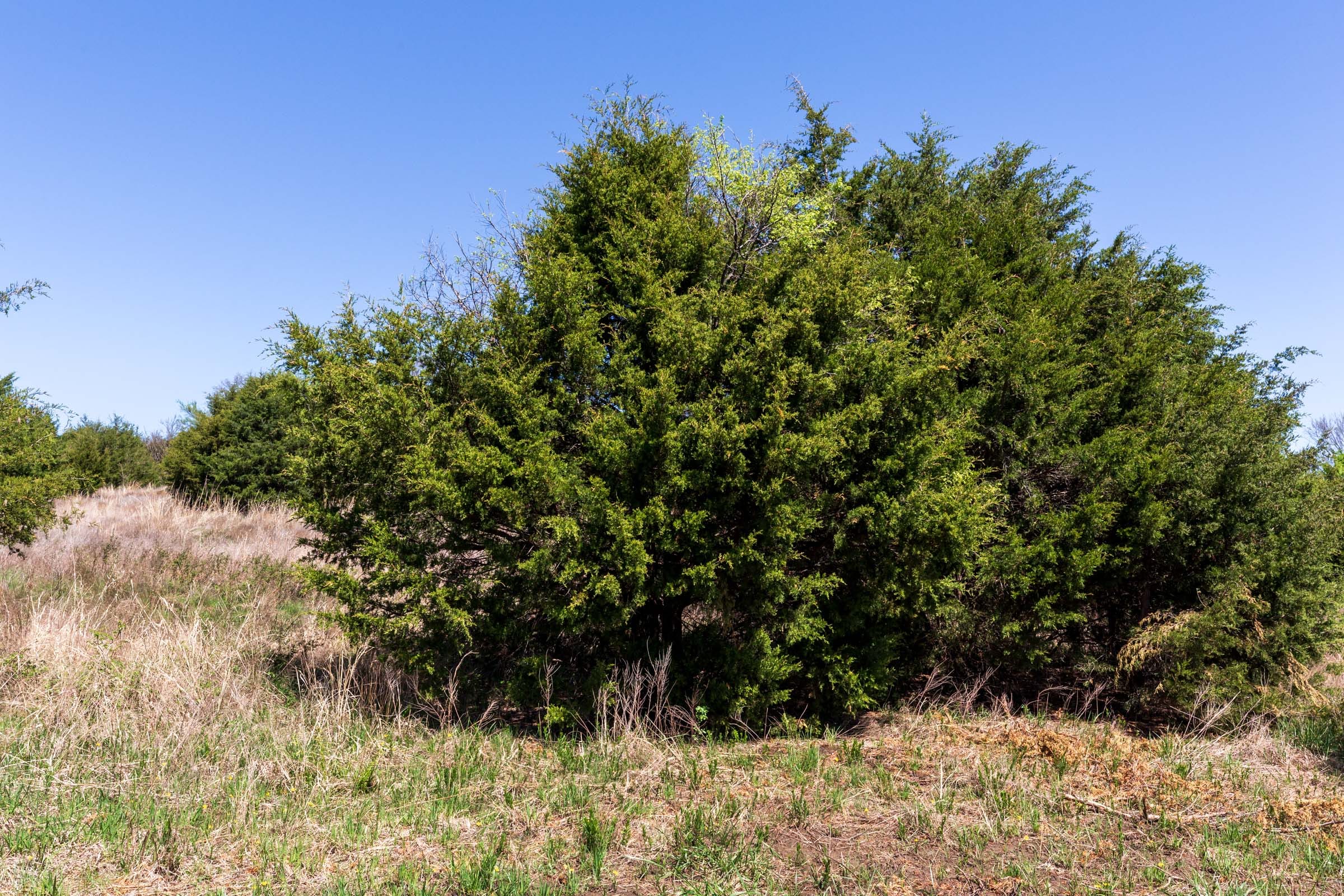 Prairie Grove Tract 18 photo 9