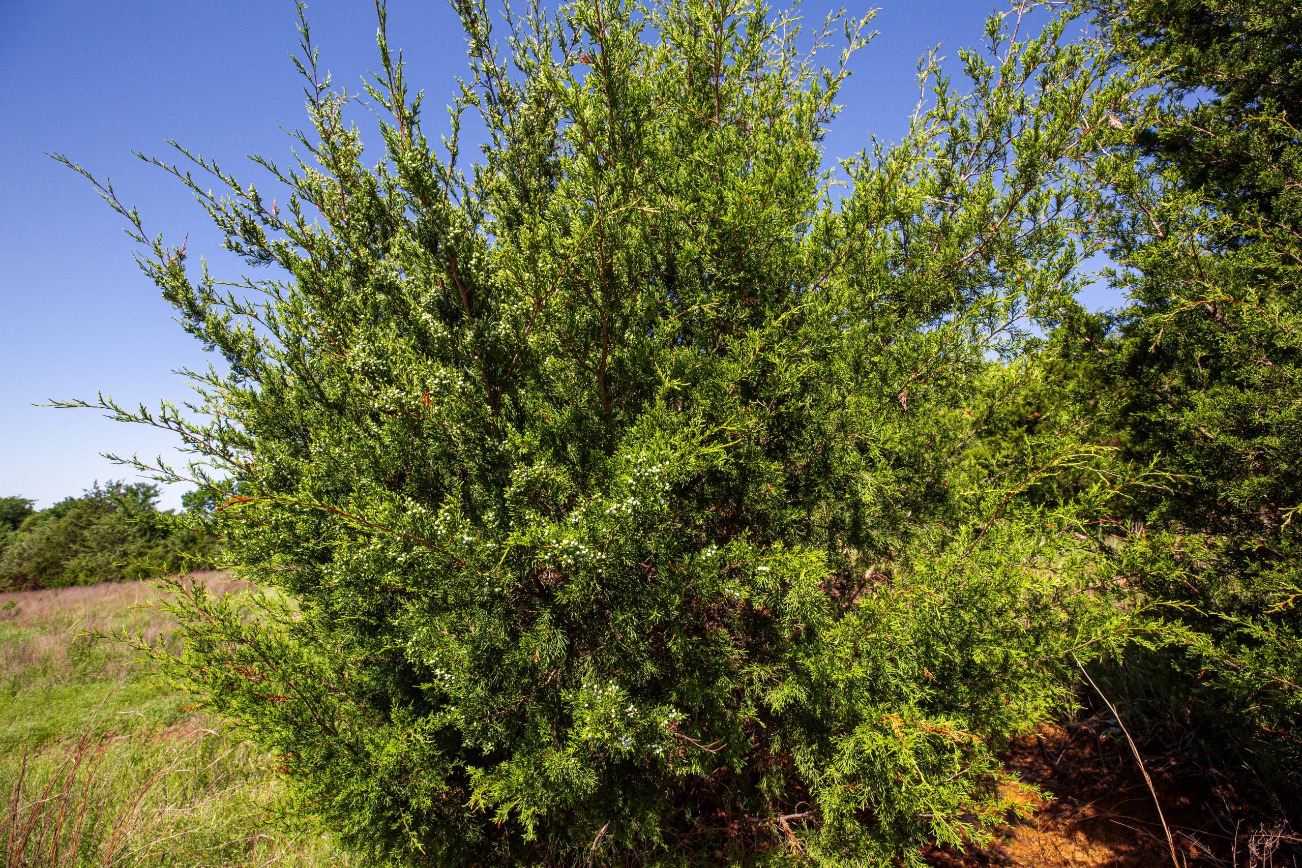 Prairie Grove Tract 18 photo 23