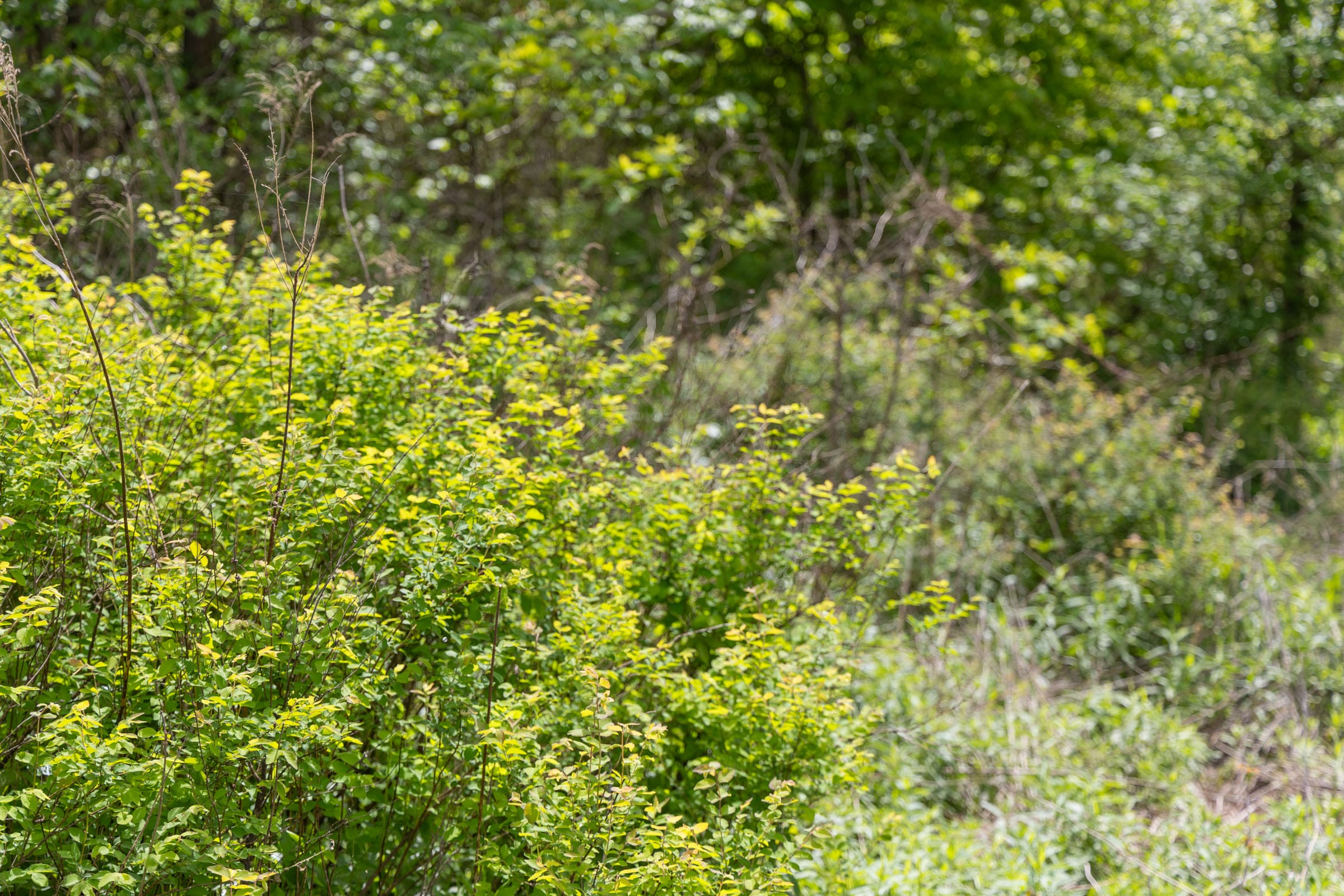 Sleepy Hollow Phase II Tract 94 photo 9