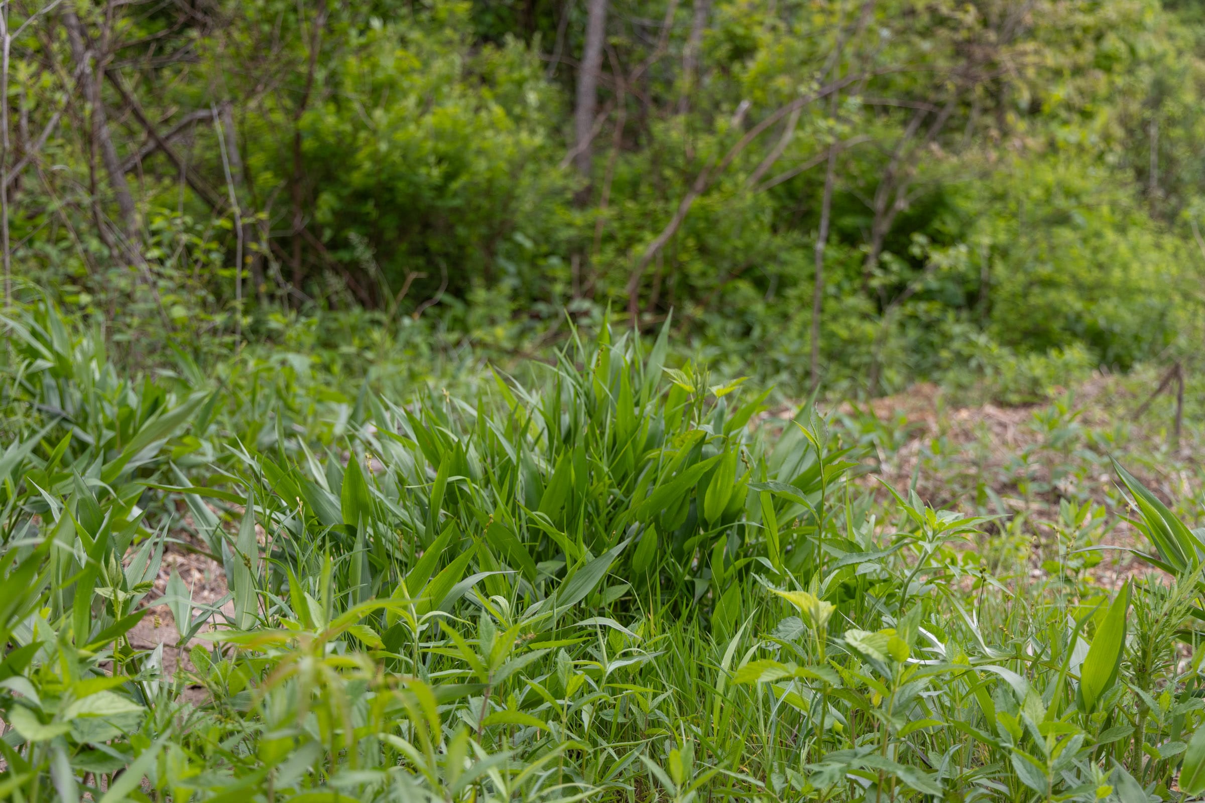 Sleepy Hollow Phase II Tract 94 photo 4