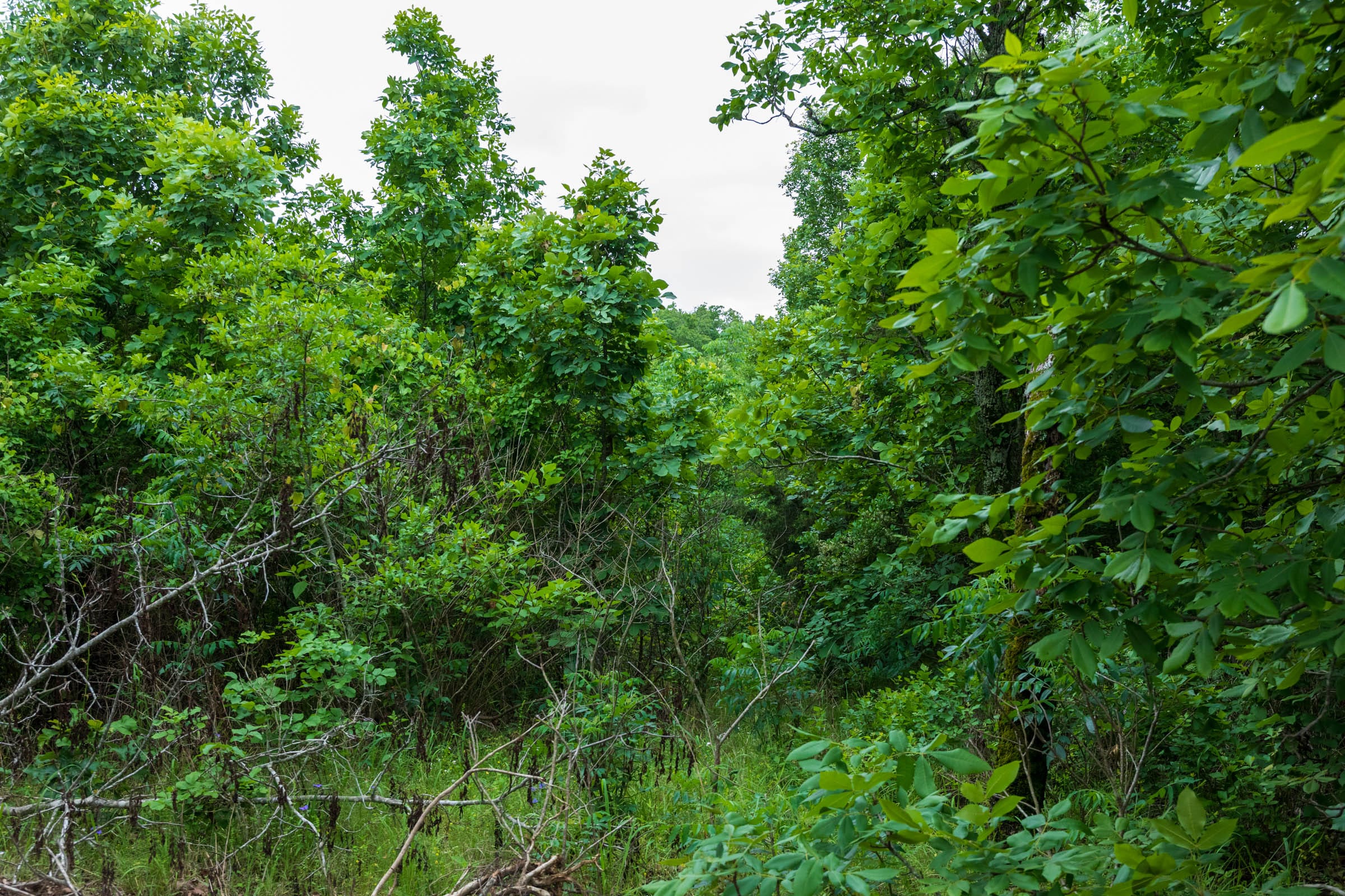 Falcon Crest Tract 9 photo 2