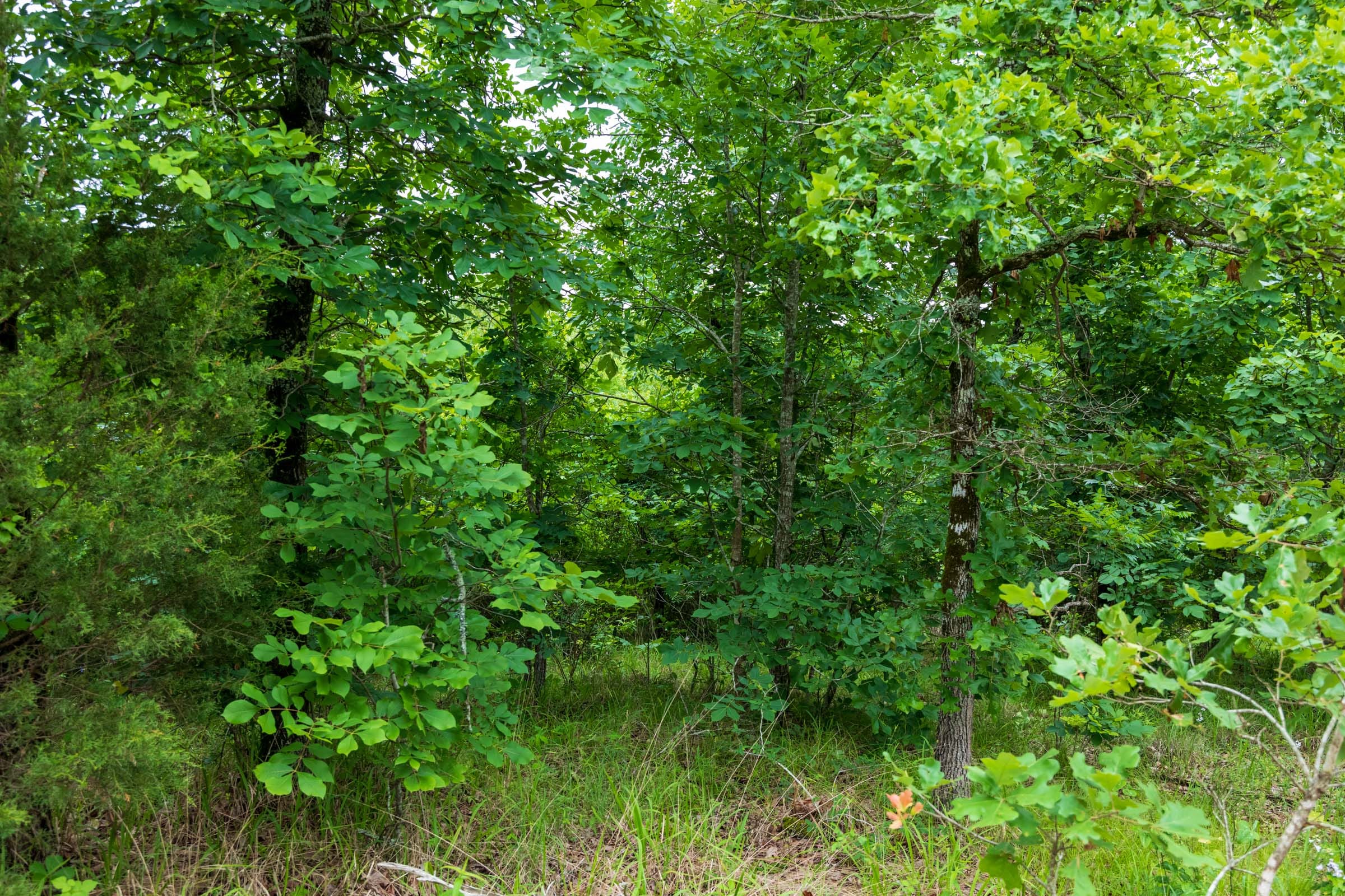 Falcon Crest Tract 9 photo 6