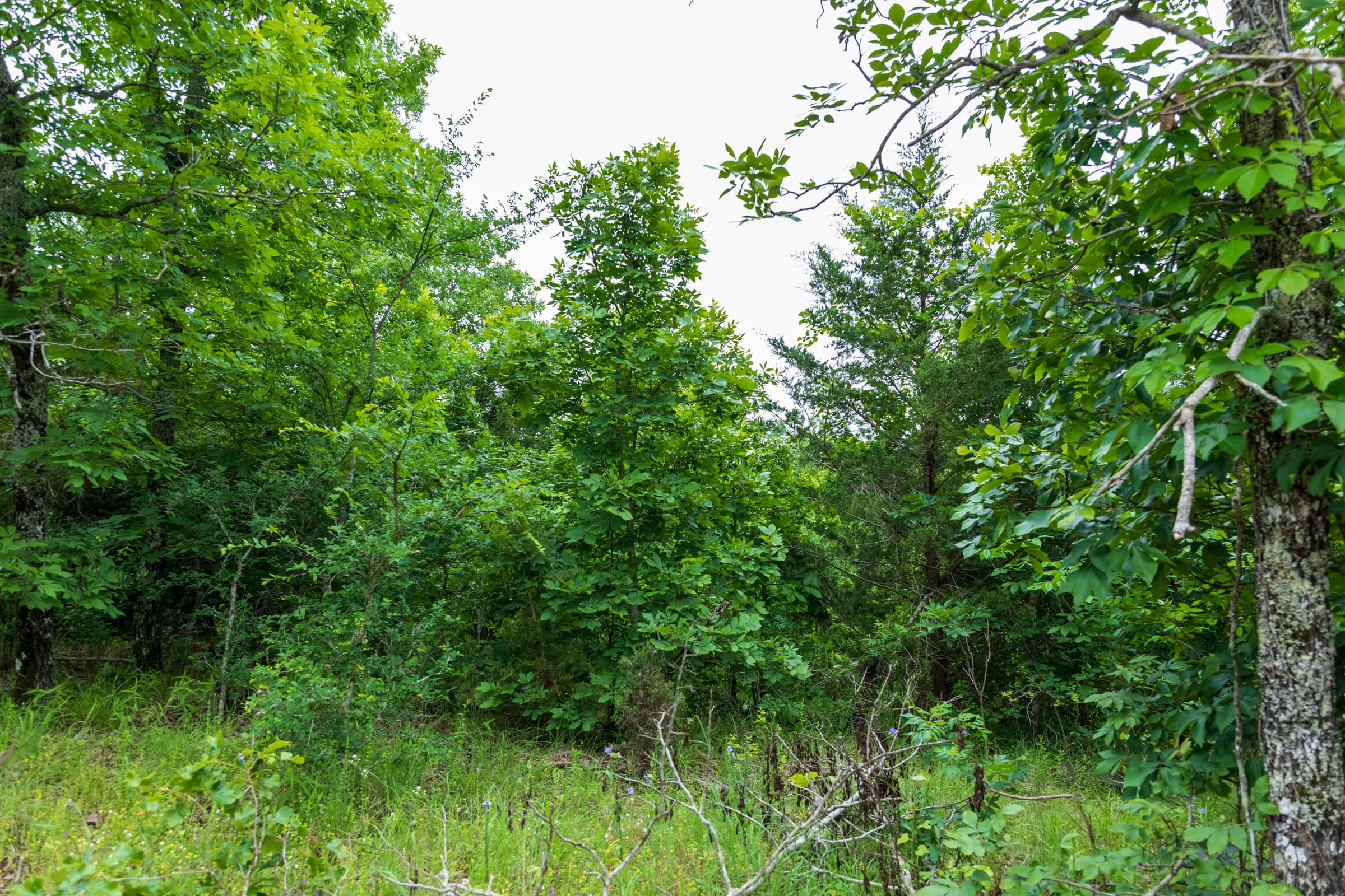 Falcon Crest Tract 9 photo 9