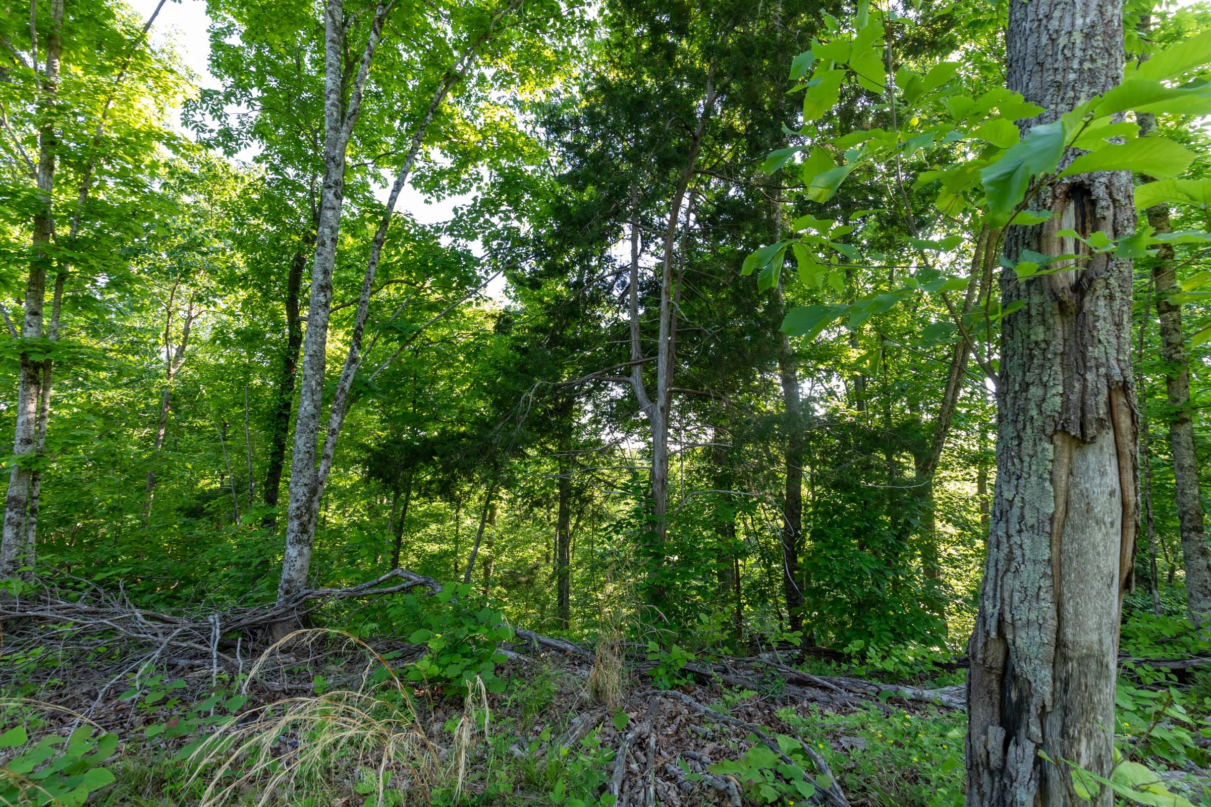 Cedar Creek Tract 53 photo 4