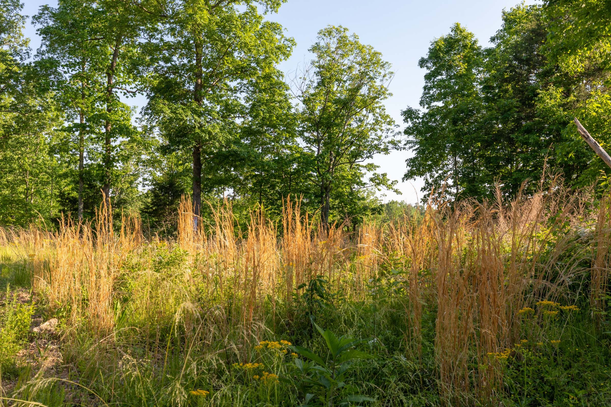Cedar Creek Tract 53 photo 5