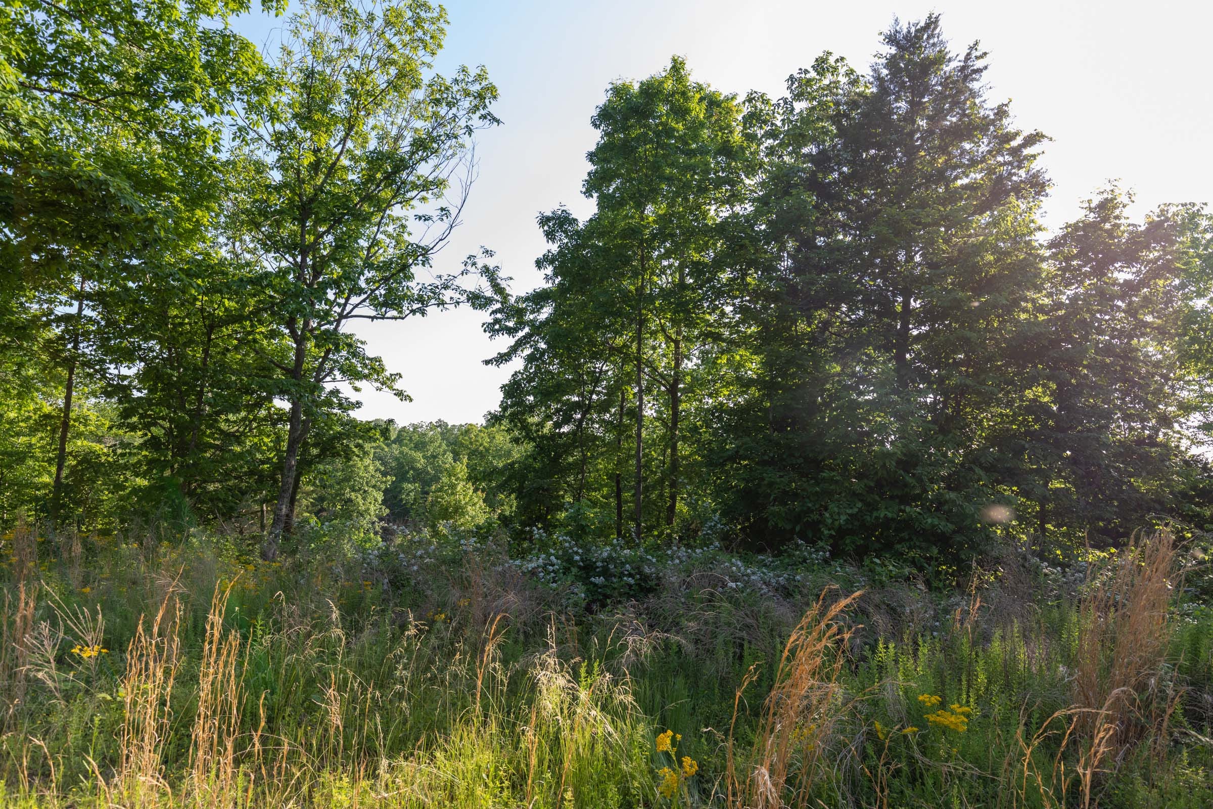 Cedar Creek Tract 53 photo 6