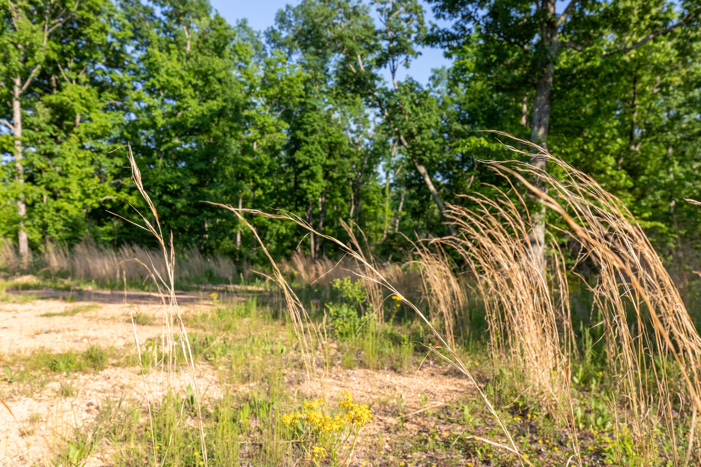 Cedar Creek Tract 53 photo 7