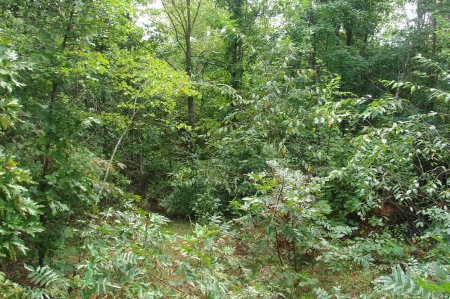 Sugartree Falls Tract 40 photo 1