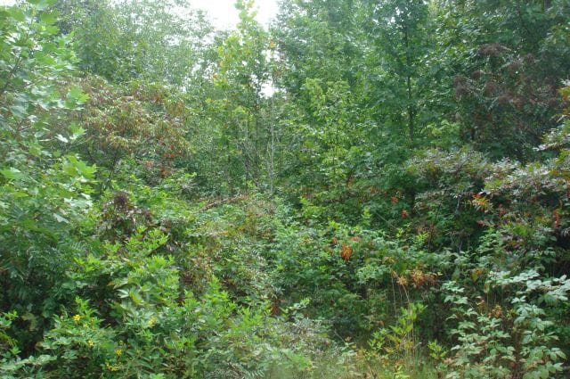 Sugartree Falls Tract 40 photo 2