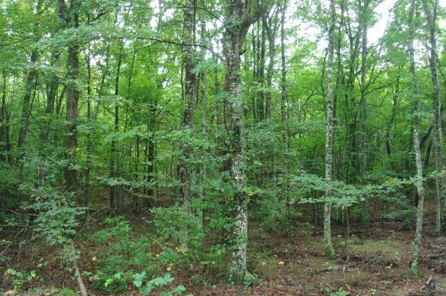 Sugartree Falls Tract 40 photo 3