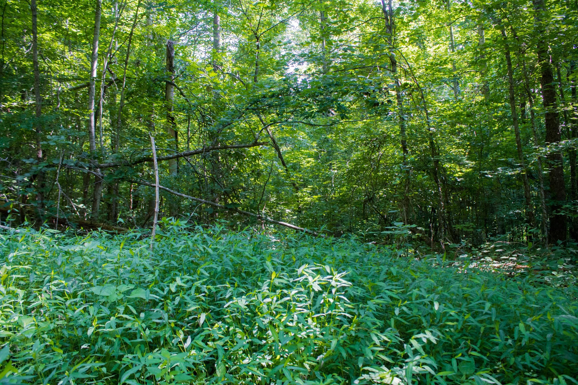 Bluewater Ridge Tract 18 photo 10