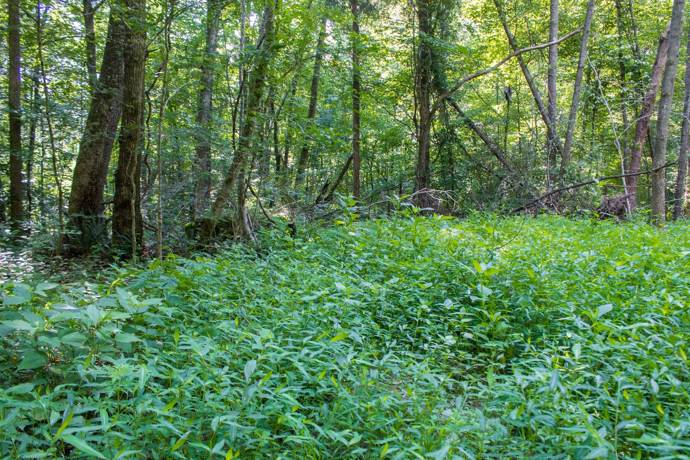 Bluewater Ridge Tract 18 photo 11