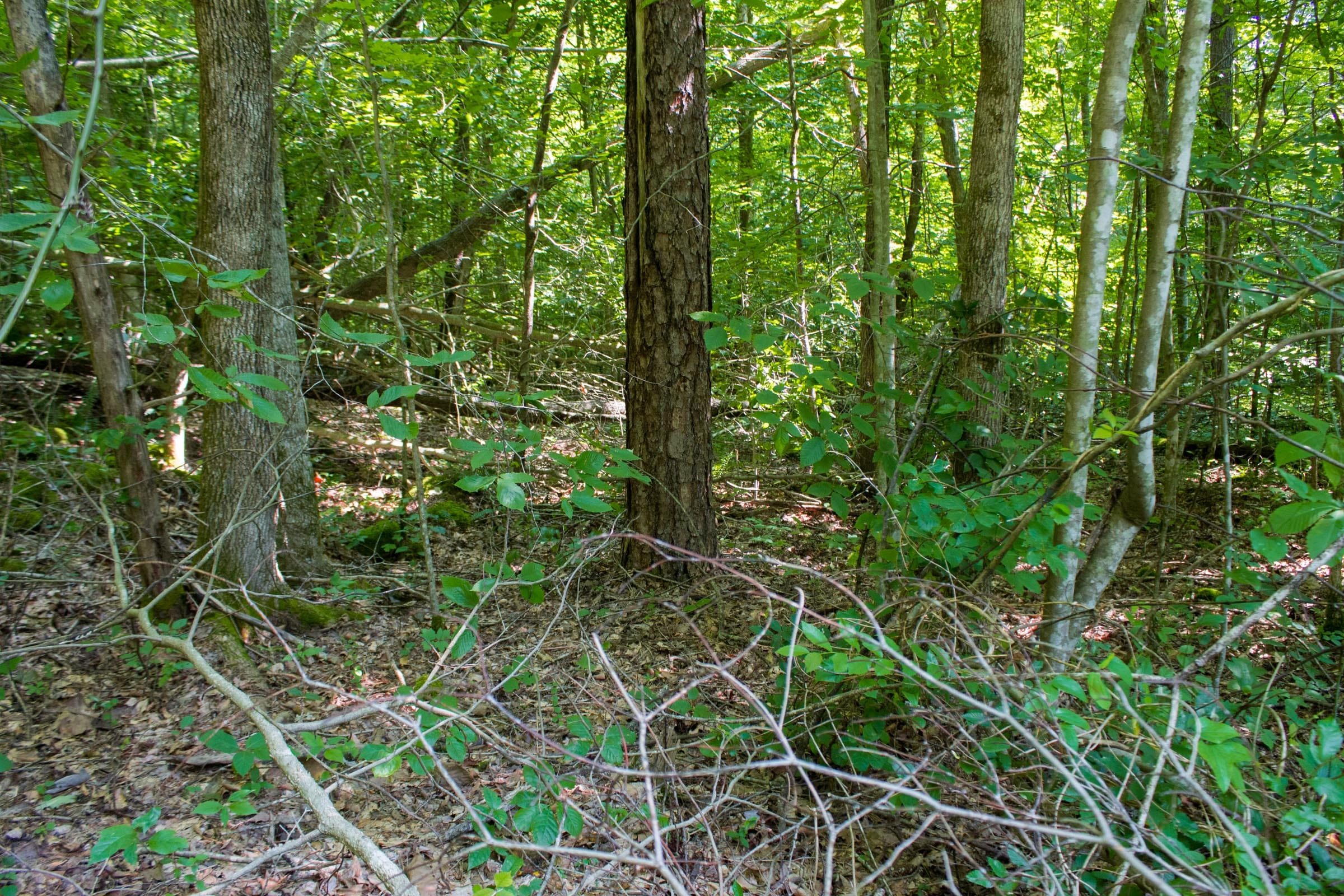 Bluewater Ridge Tract 18 photo 14