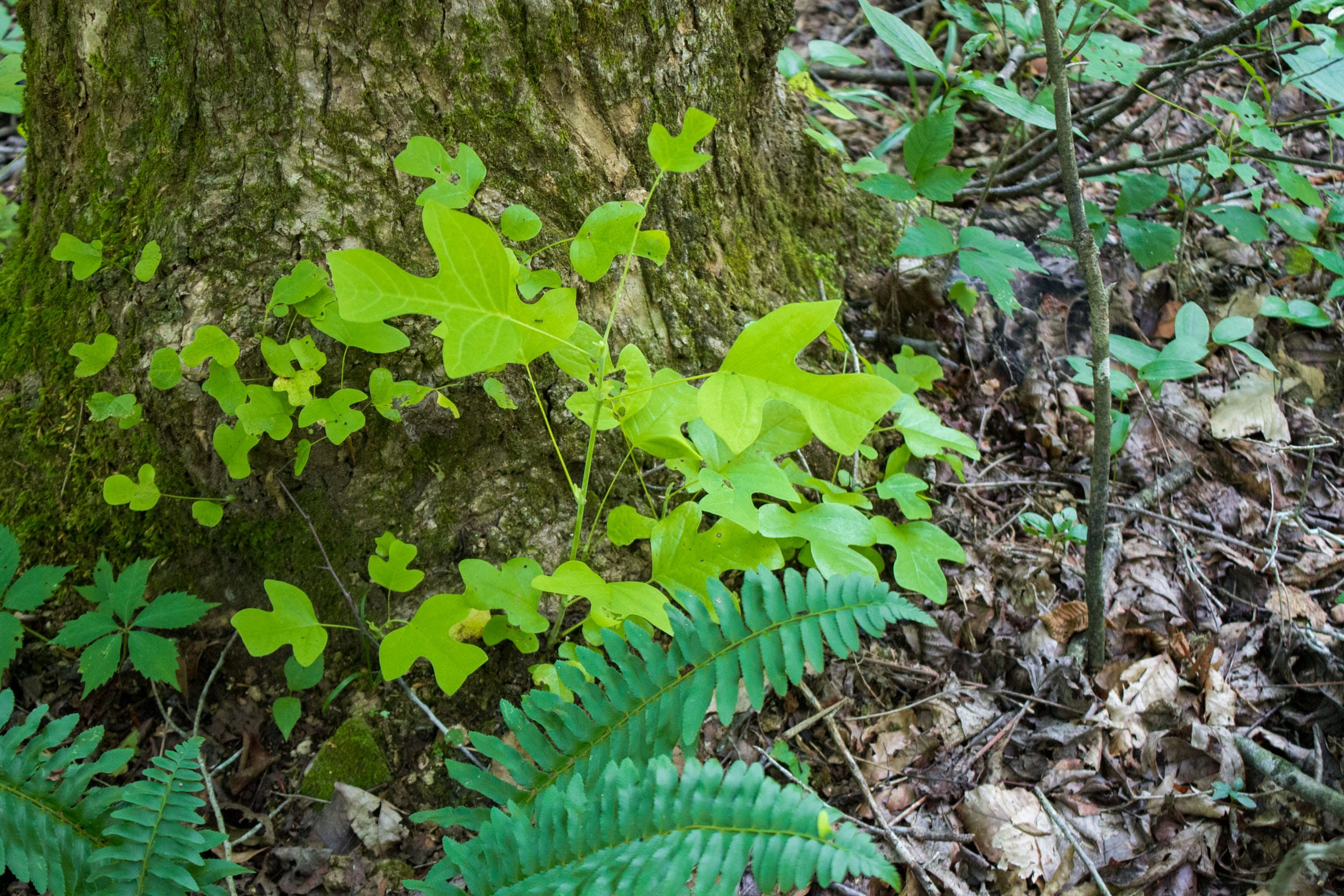 Bluewater Ridge Tract 18 photo 15