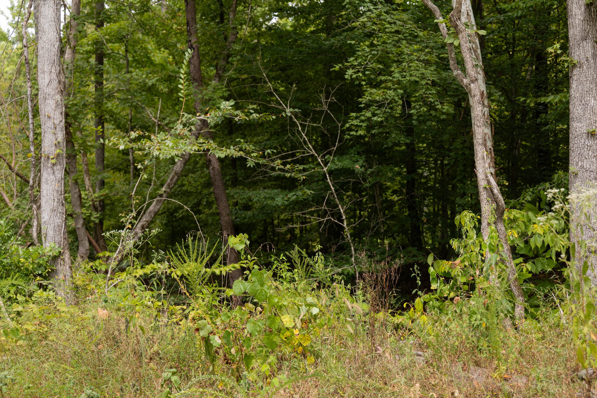 Big White Oak Tract 95 photo 15