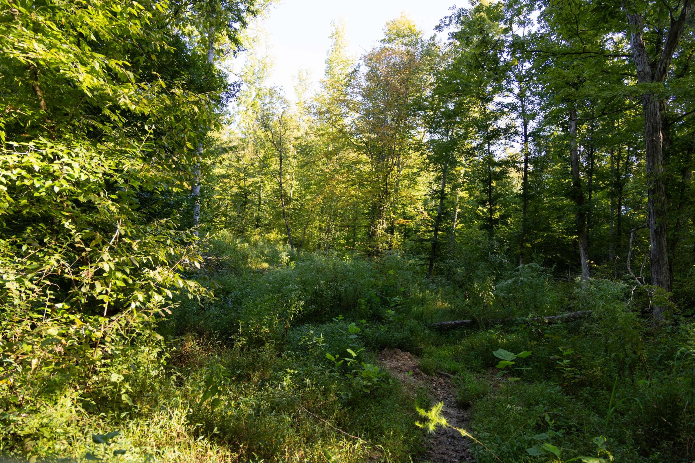Big White Oak Tract 95 photo 11