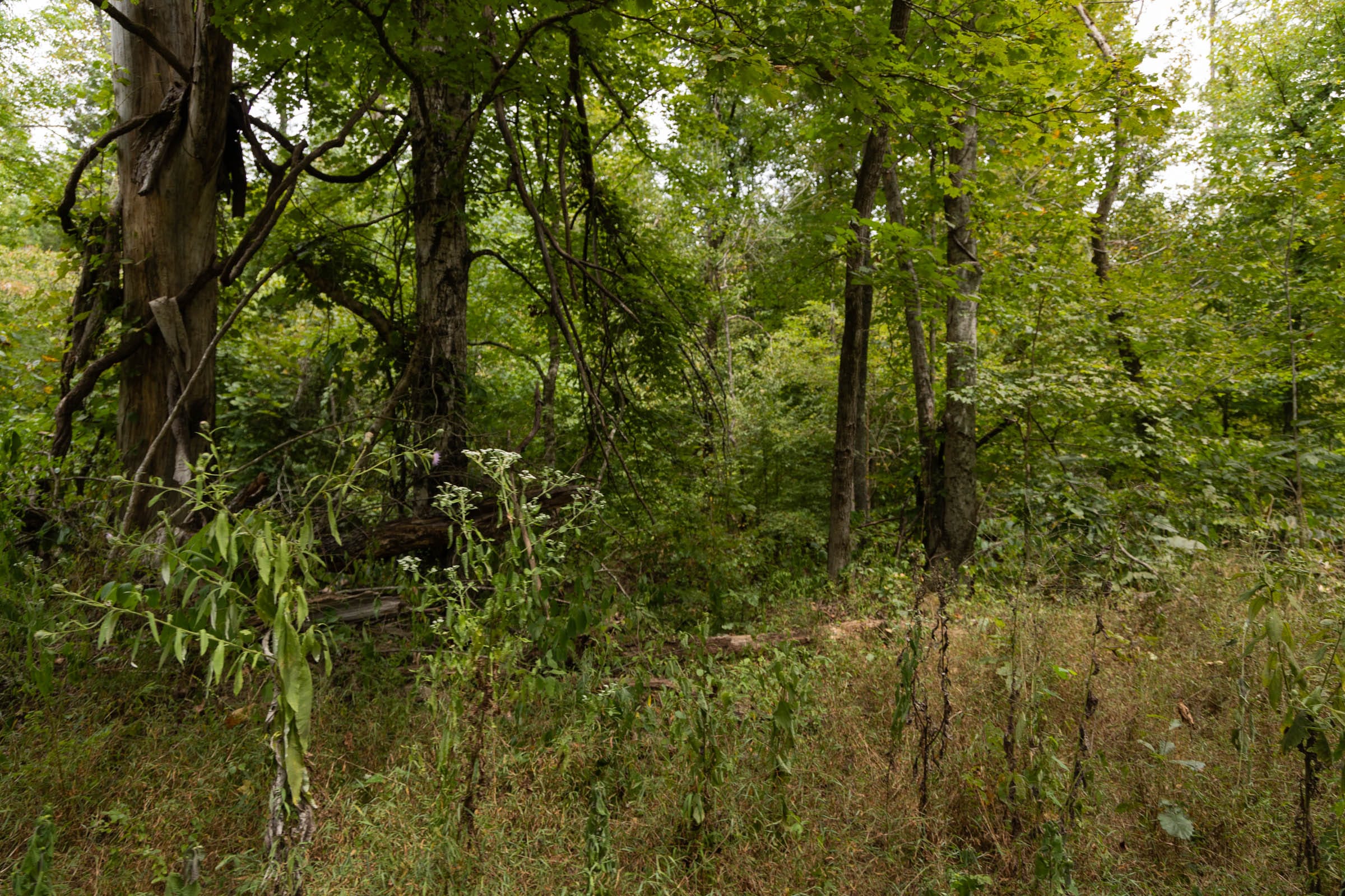 Big White Oak Tract 95 photo 9