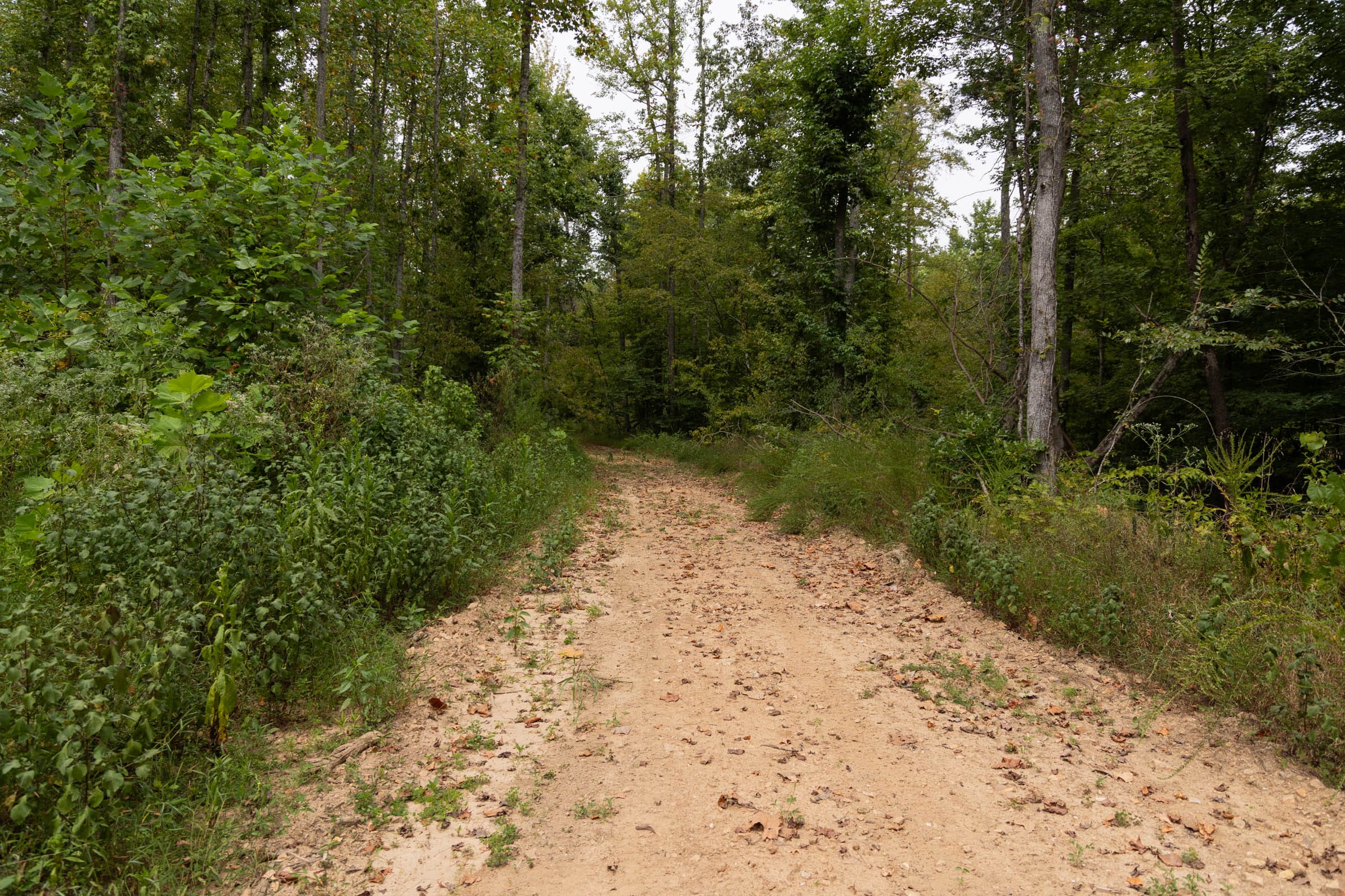 Big White Oak Tract 95 photo 1