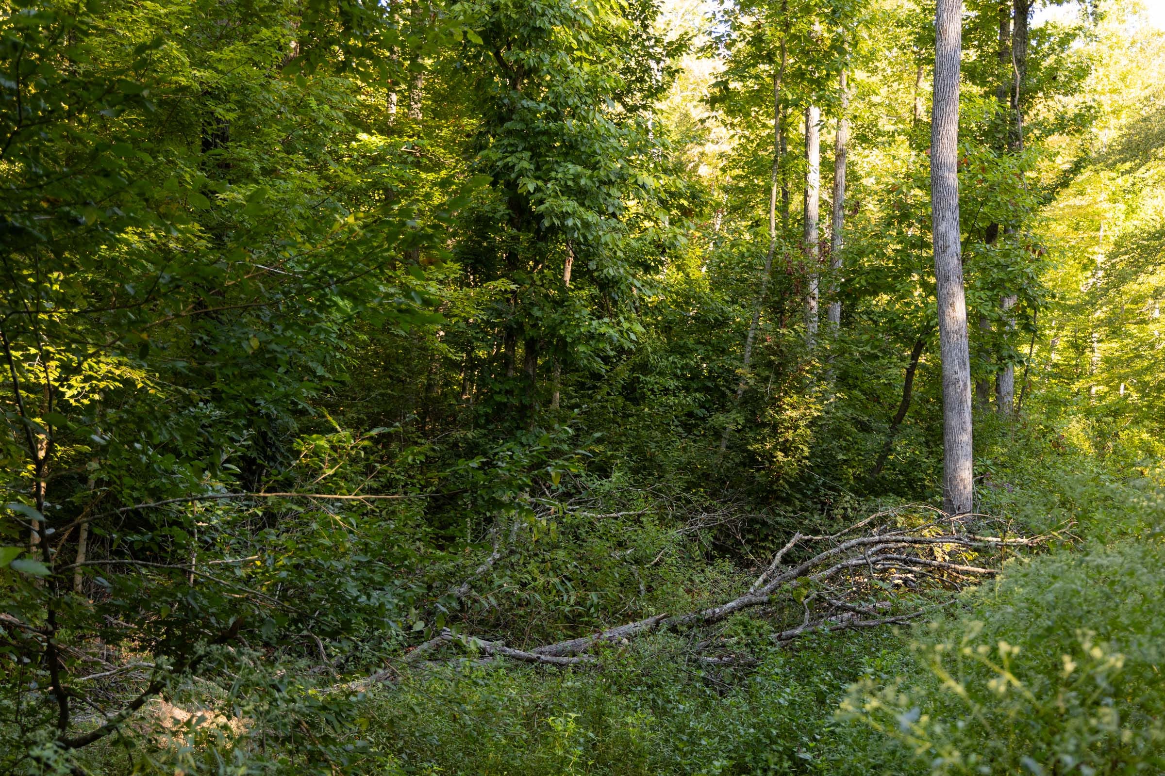 Big White Oak Tract 95 photo 8