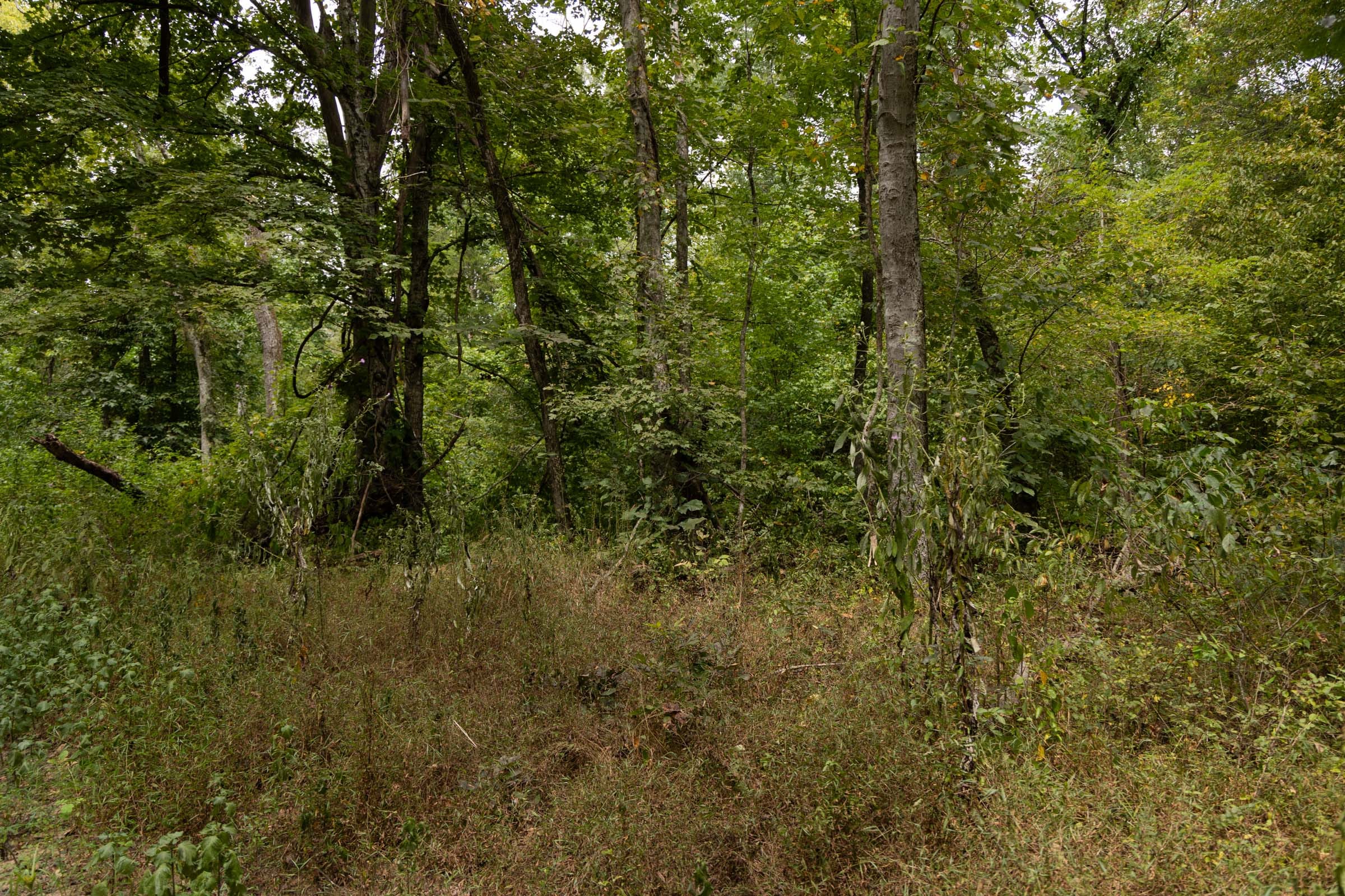 Big White Oak Tract 95 photo 7
