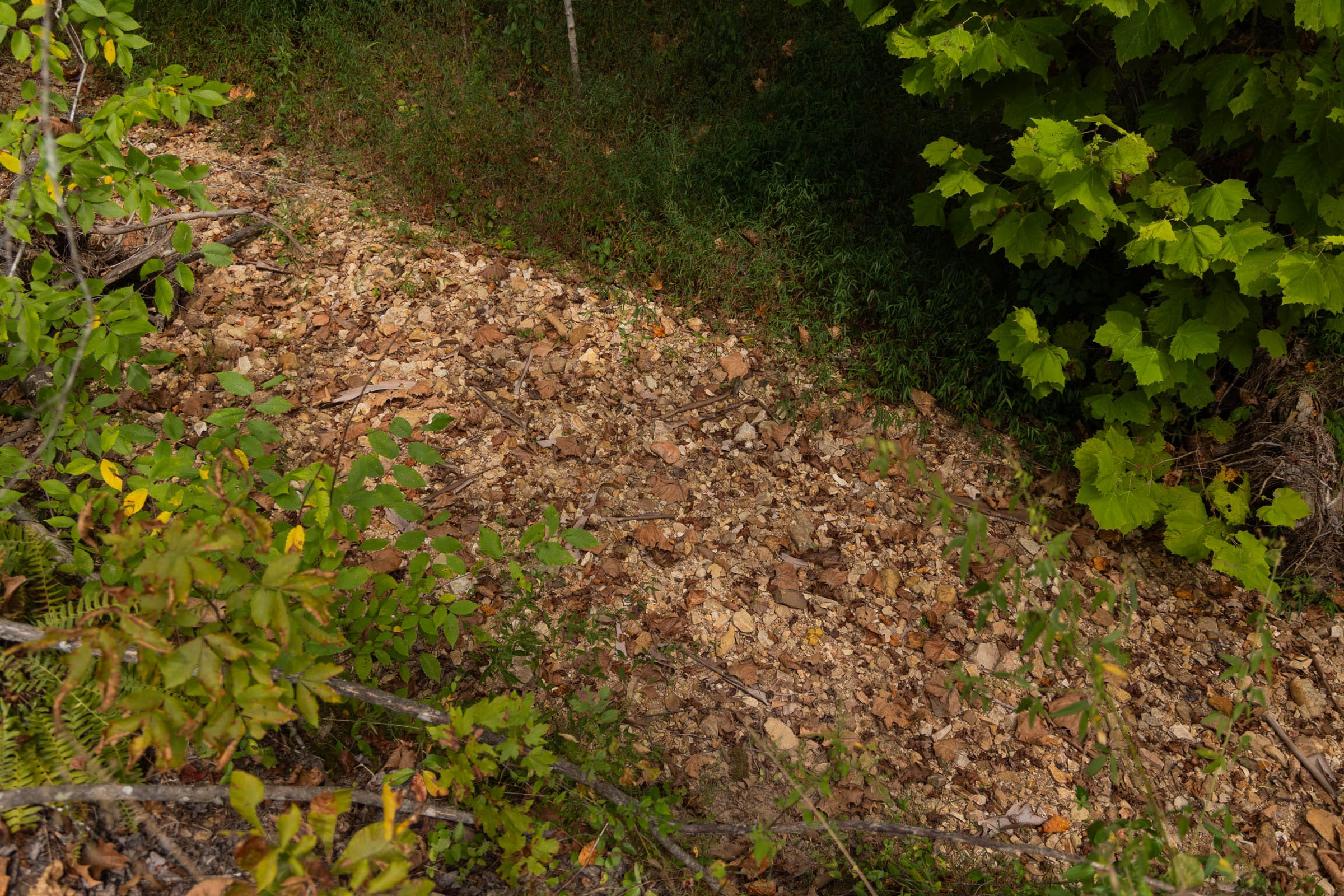 Big White Oak Tract 95 photo 6